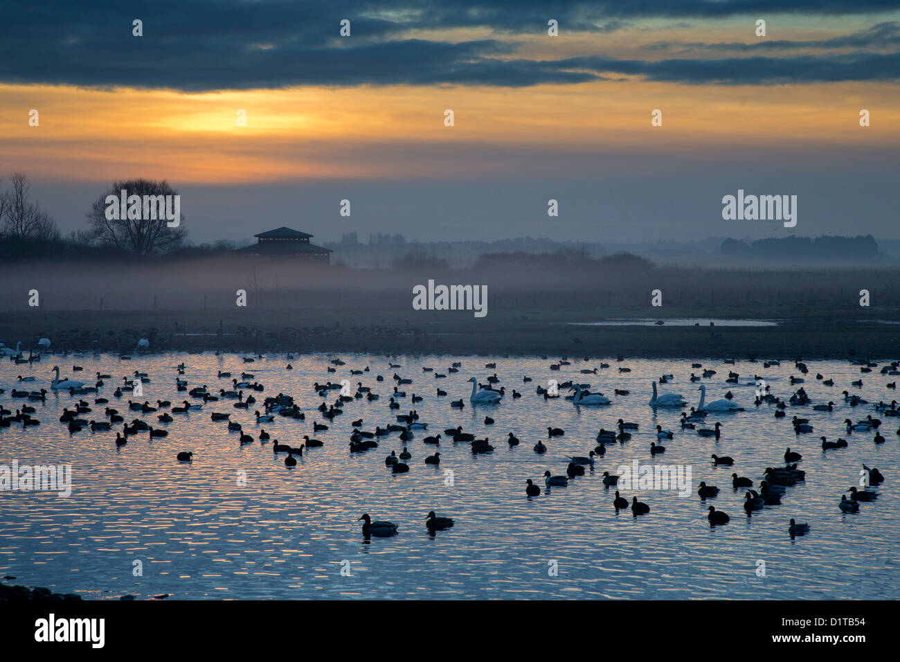 Martin simple; y humedales Wildfowl Trust; Reino Unido; Sunset Foto de stock