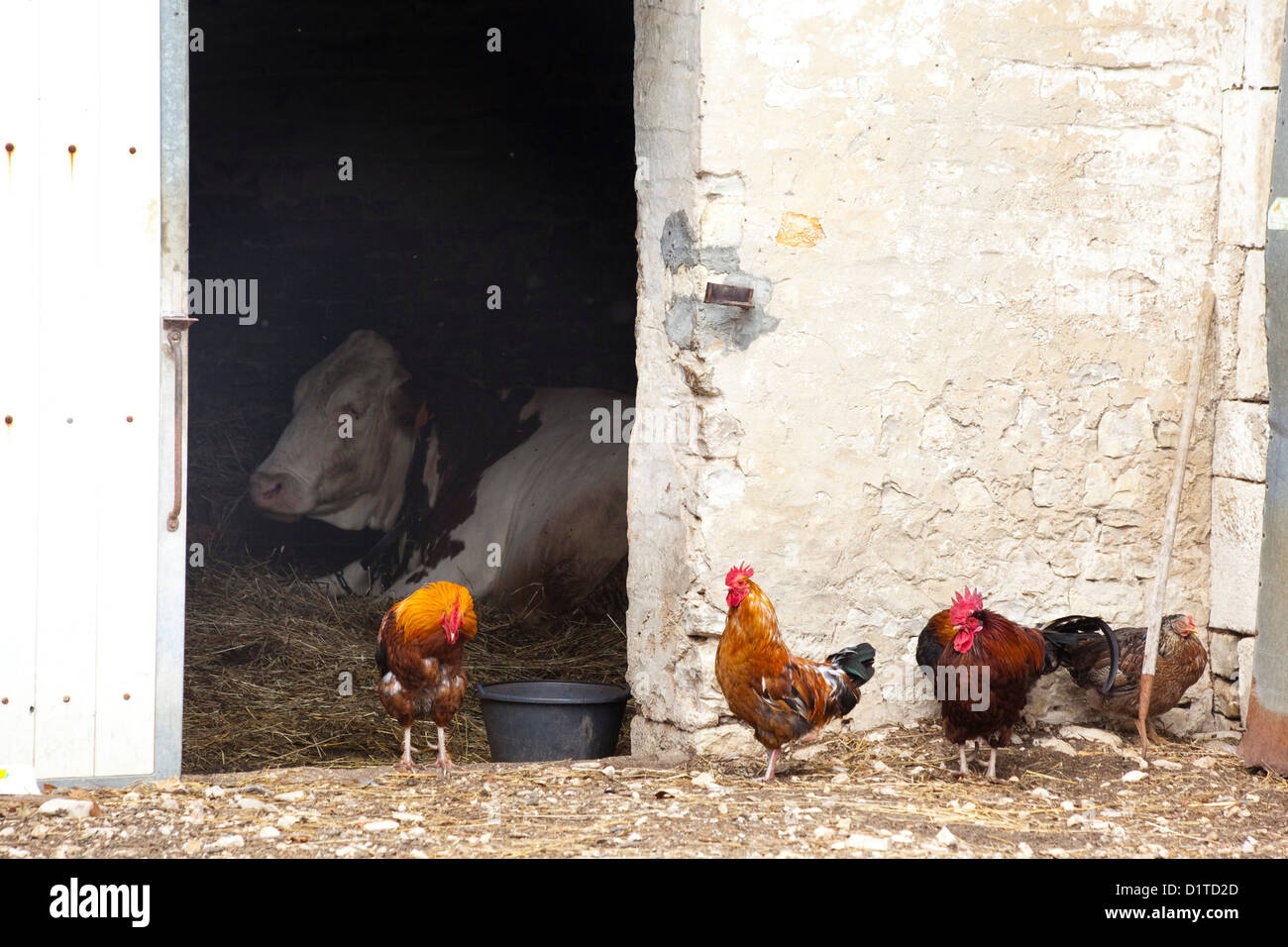 Barnyard imagen. Una vaca sentada dentro de un granero de ladrillo blanco mientras coloridos gallos se reúnen frente a la puerta. Foto de stock