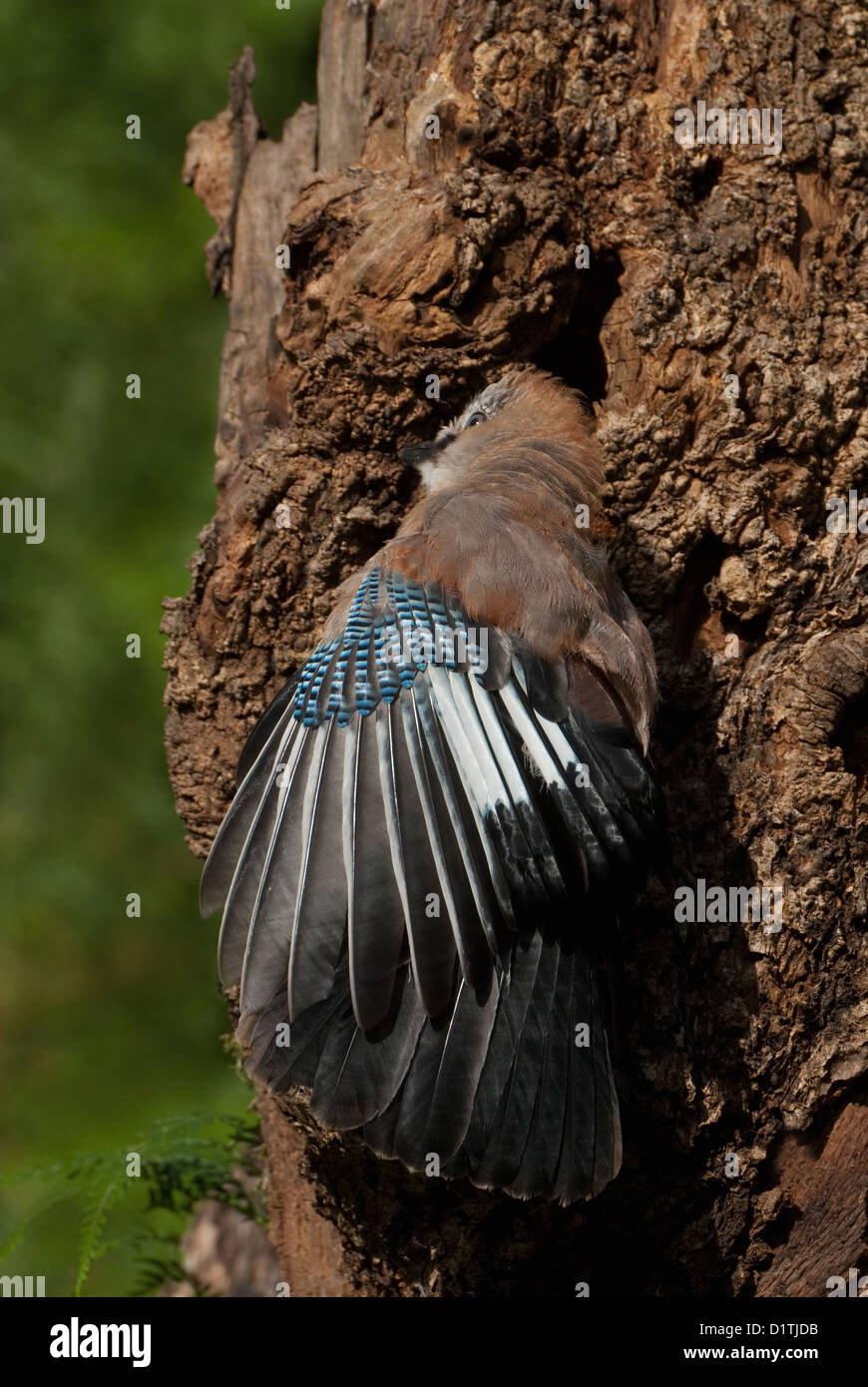 Jay Europeo Juvenil asoleándose en tronco de árbol Foto de stock