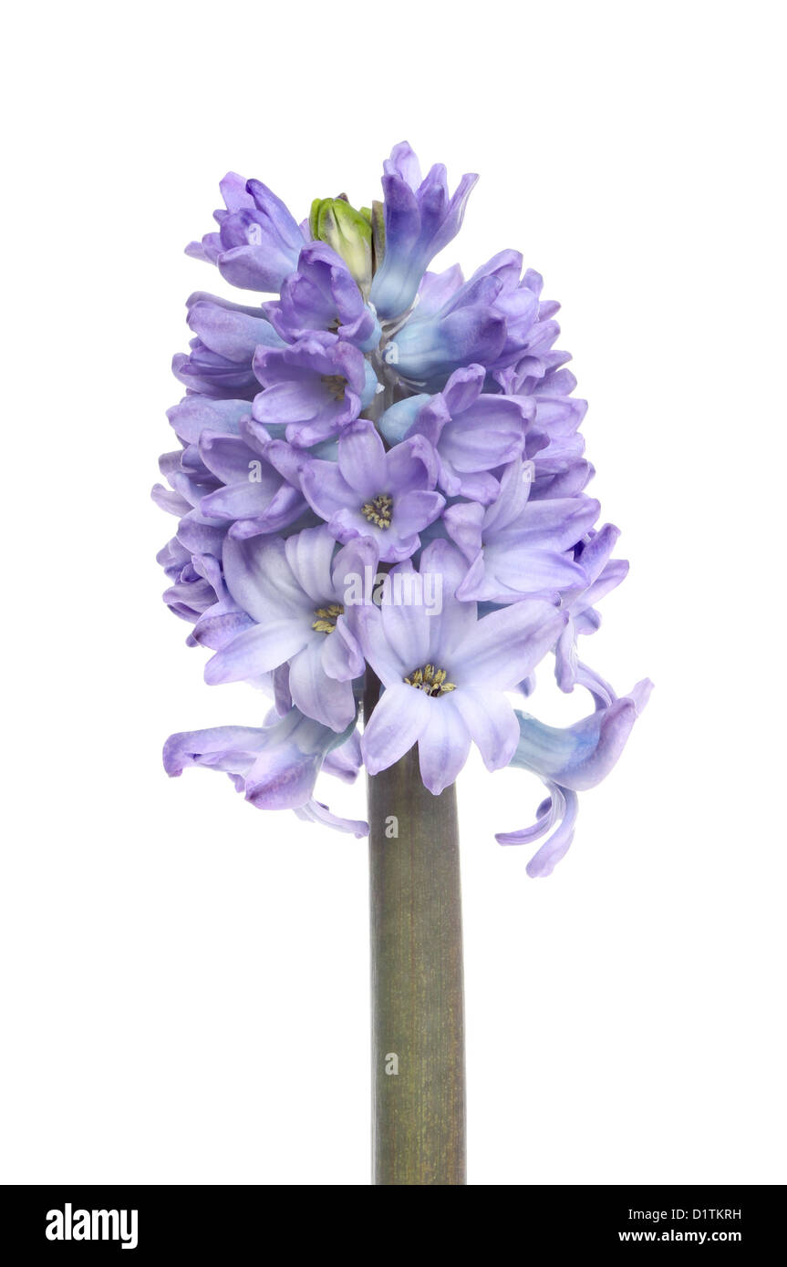 Flor de jacinto púrpura spike aislado contra un blanco Foto de stock