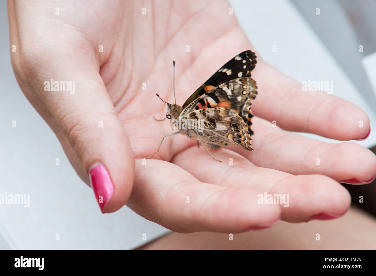 Painted Lady Butterfly Foto de stock