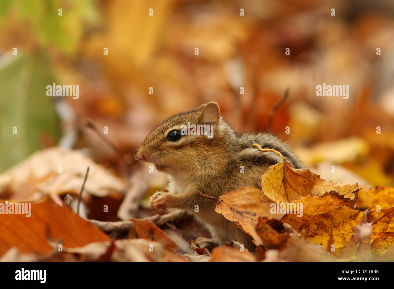 Este Chipmunk (Tamias striatus) en el bosque de oro. Foto de stock