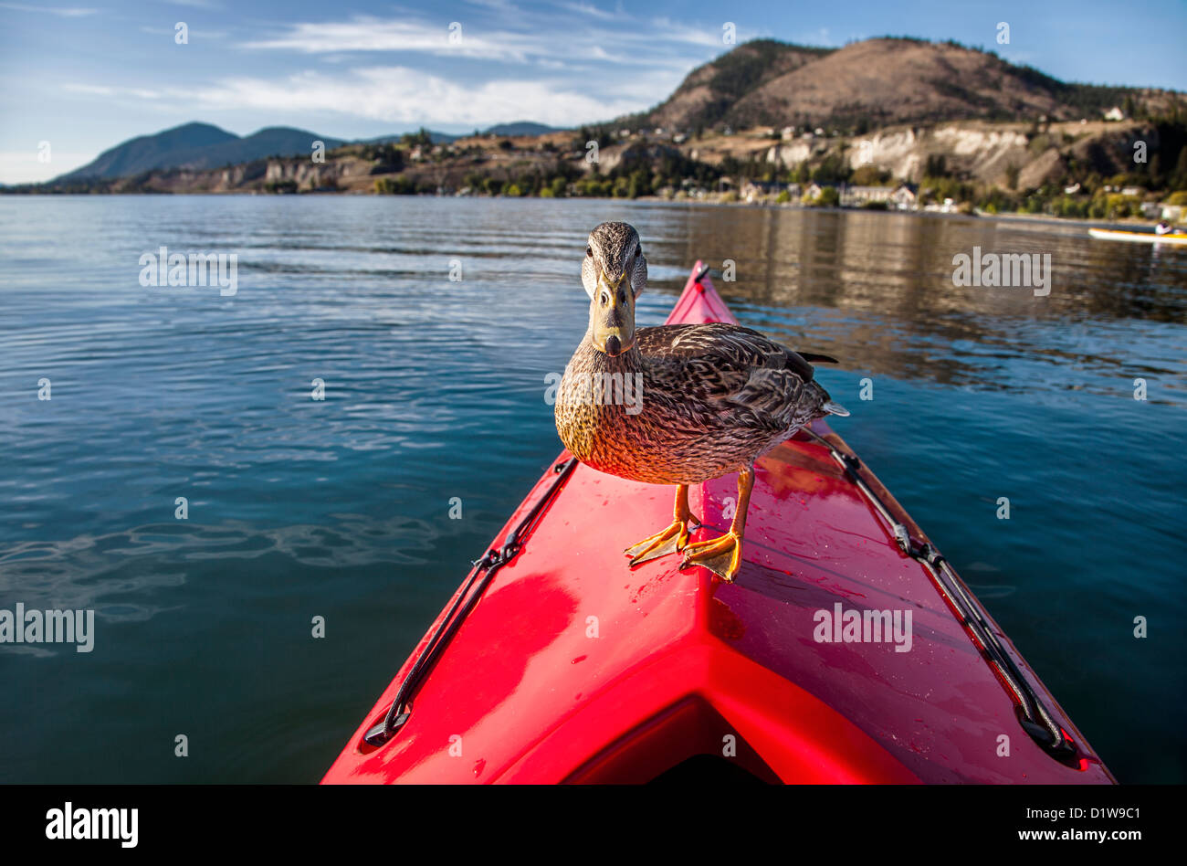 Foto exterior de un pato de pie en la proa de un kayak rojo sobre un lago Foto de stock