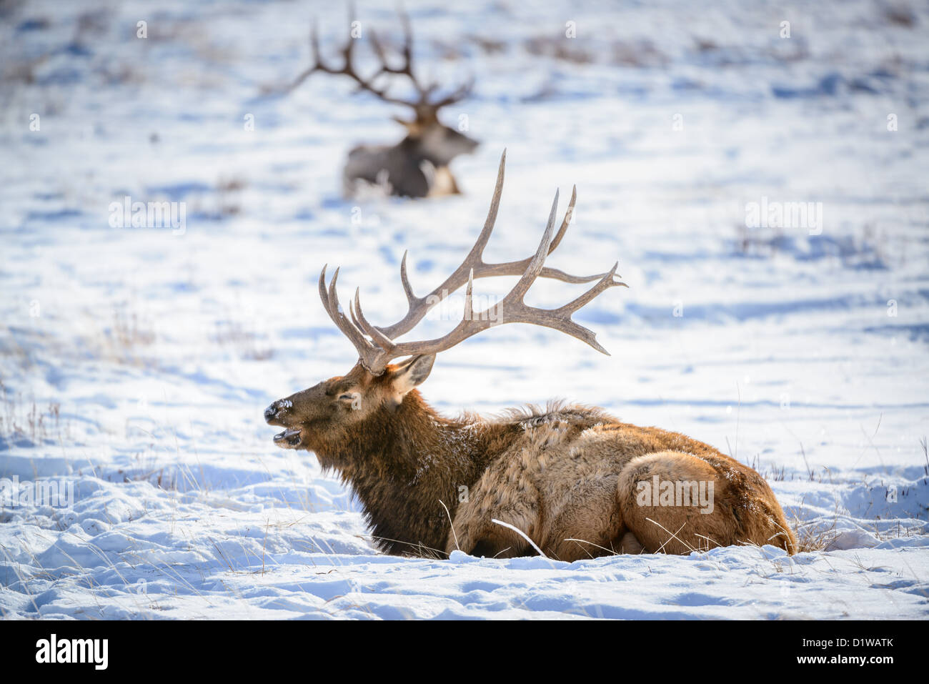 Elk al refugio nacional Jackson Hole Foto de stock