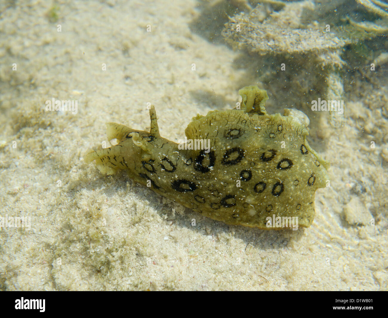 Manchada de mar Aplysia dactylomela, liebre, un gran trozo de mar, en un DEL ARRICIFE, Gran Caimán, BWI Foto de stock