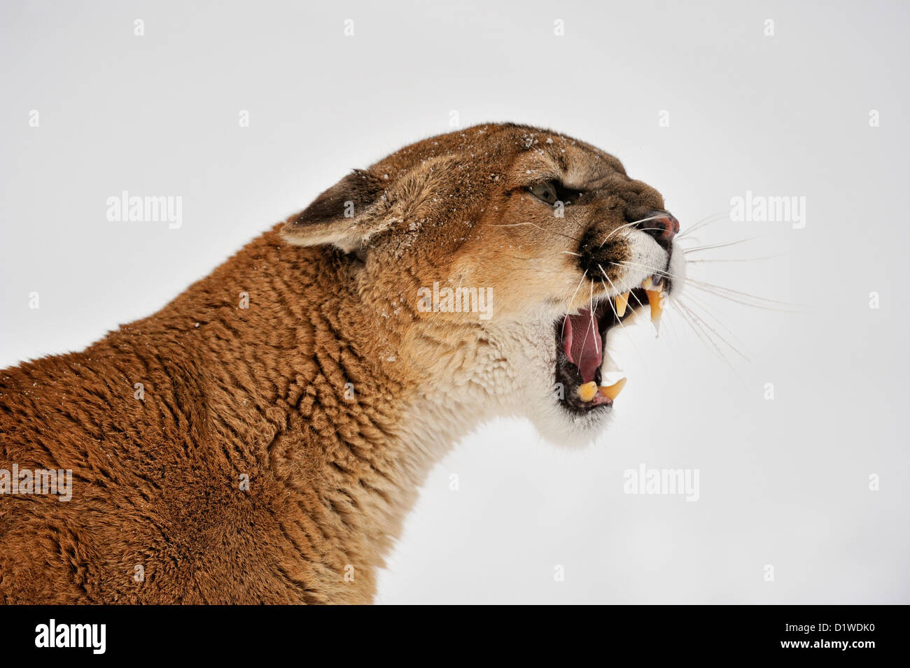 El puma, el puma, el puma (Puma concolor) Gruñendo, cautiva planteadas  espécimen Bozeman, Montana, EE.UU Fotografía de stock - Alamy