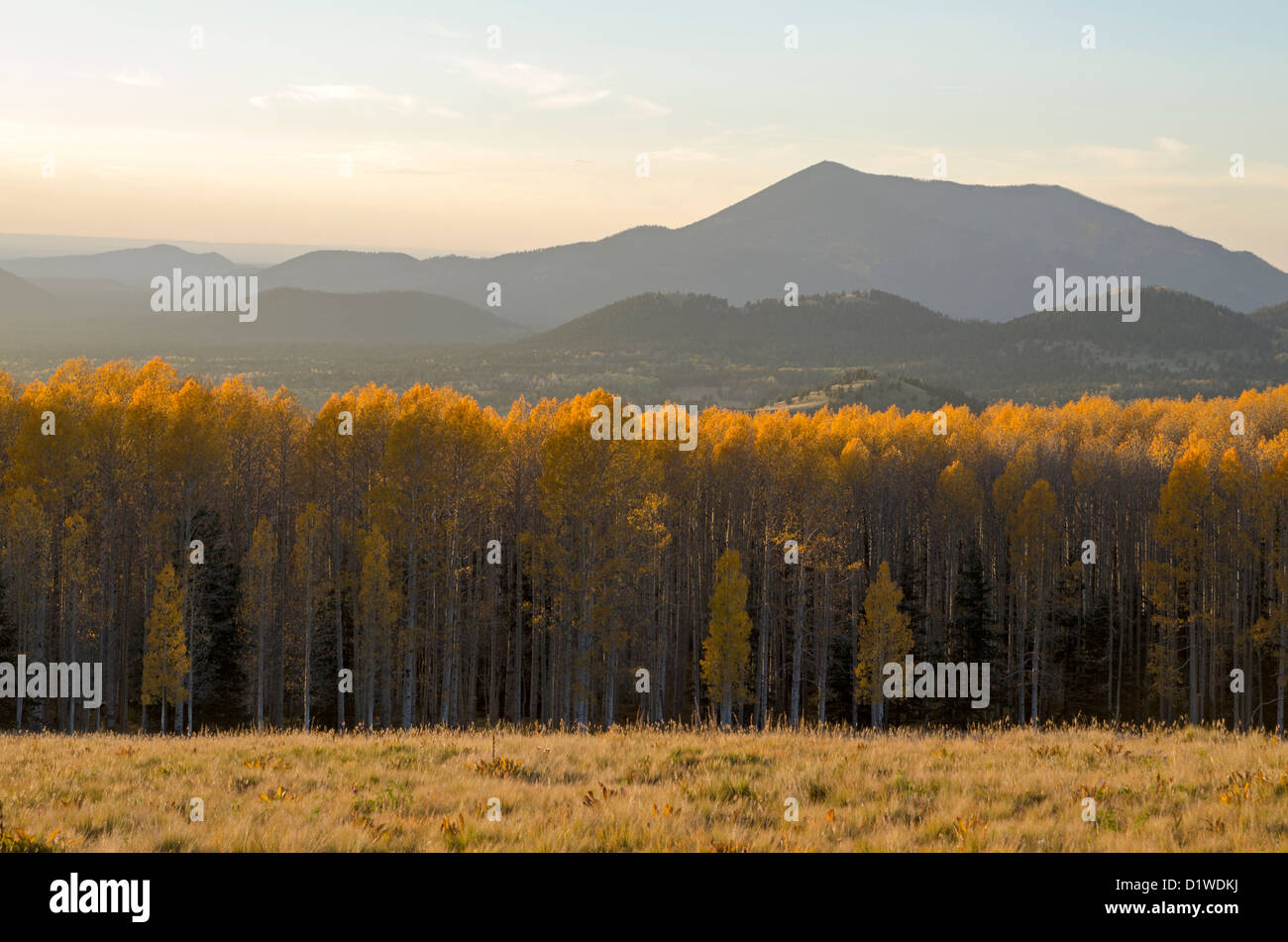 Álamos girar un color amarillo brillante en otoño en el Arizona Snowbowl, cerca de Flagstaff, Arizona, EE.UU. Foto de stock