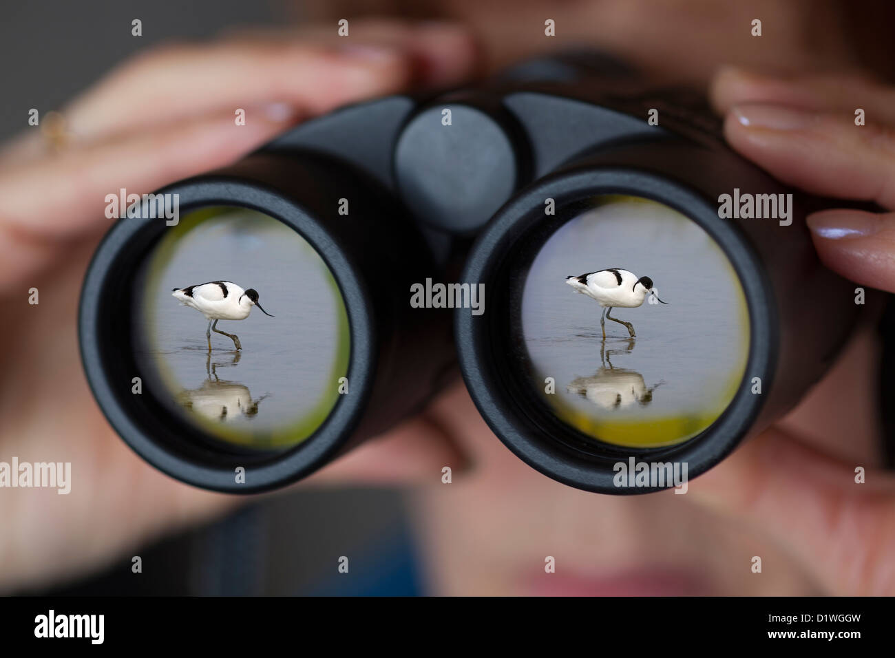 Los binoculares utilizados por mujeres birdwatcher avocet reflejado en la óptica delantera Foto de stock