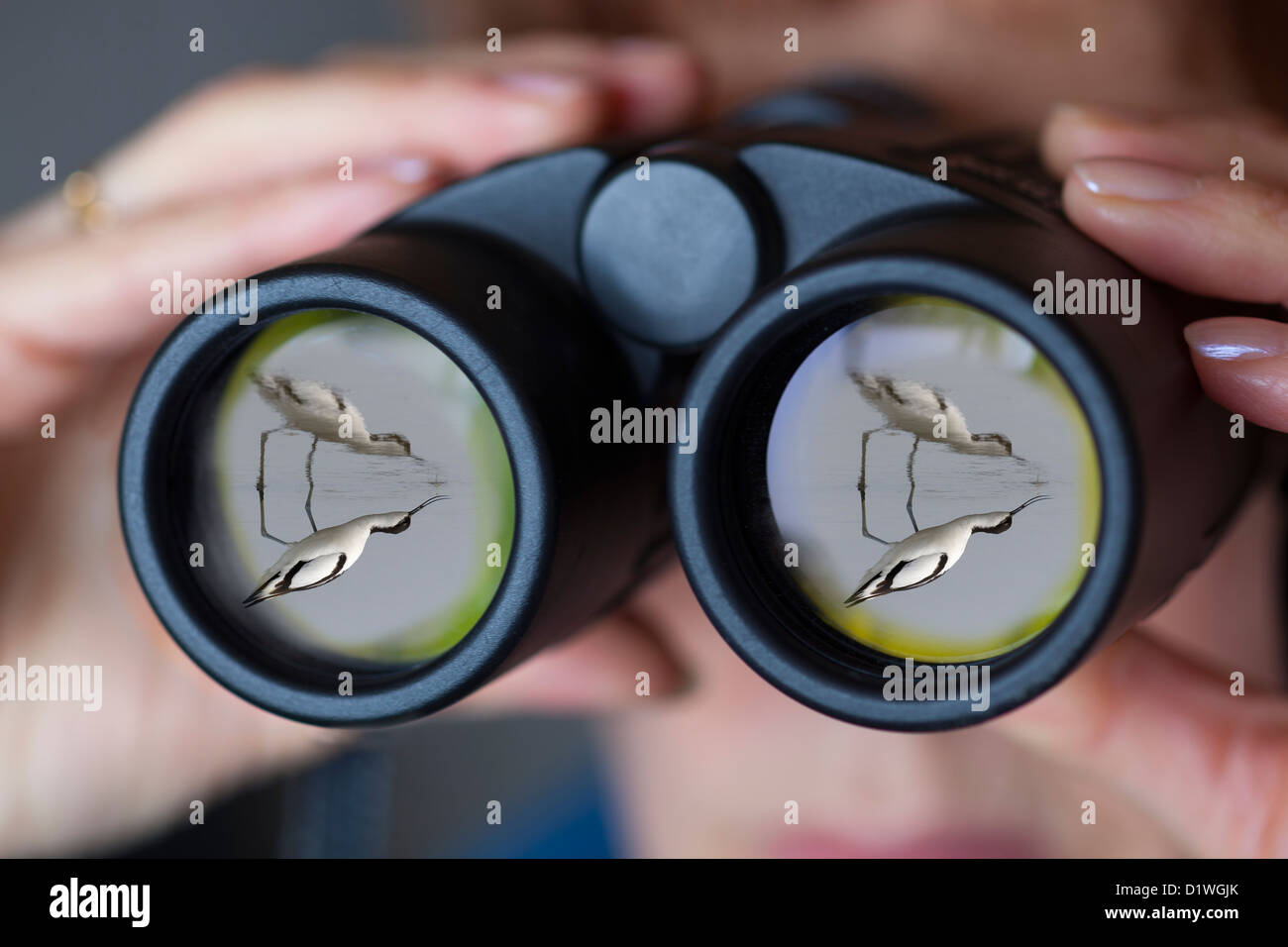Los binoculares utilizados por birdwatcher avocet reflejado en la óptica delantera Foto de stock