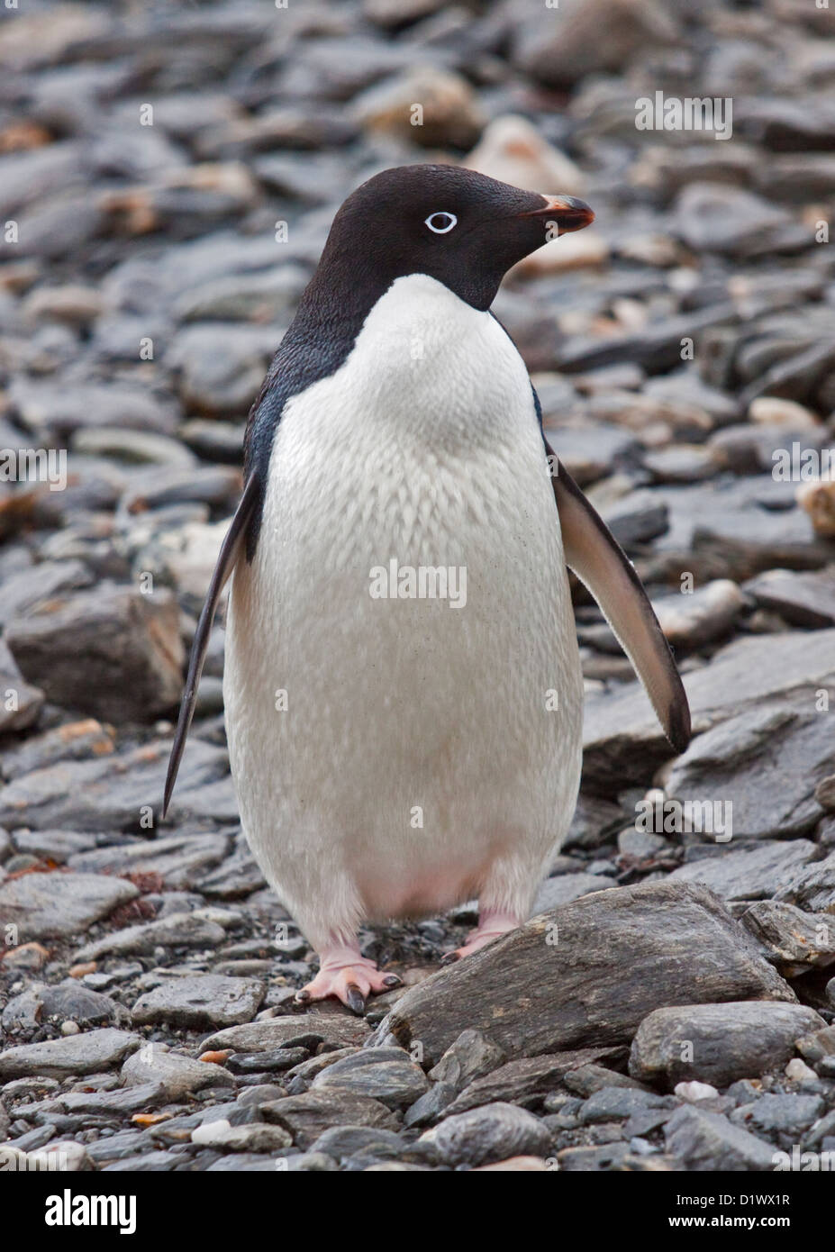 Pingüinos Adelia (Pygoscelis adeliae), Plaqueta Cove, la Isla Coronación, Orcadas del Sur Foto de stock