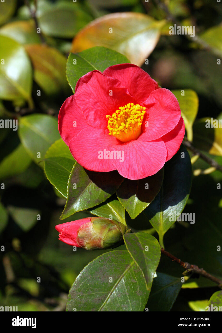 Flor de Camelia roja, Camellia sp., Theaceae. Foto de stock
