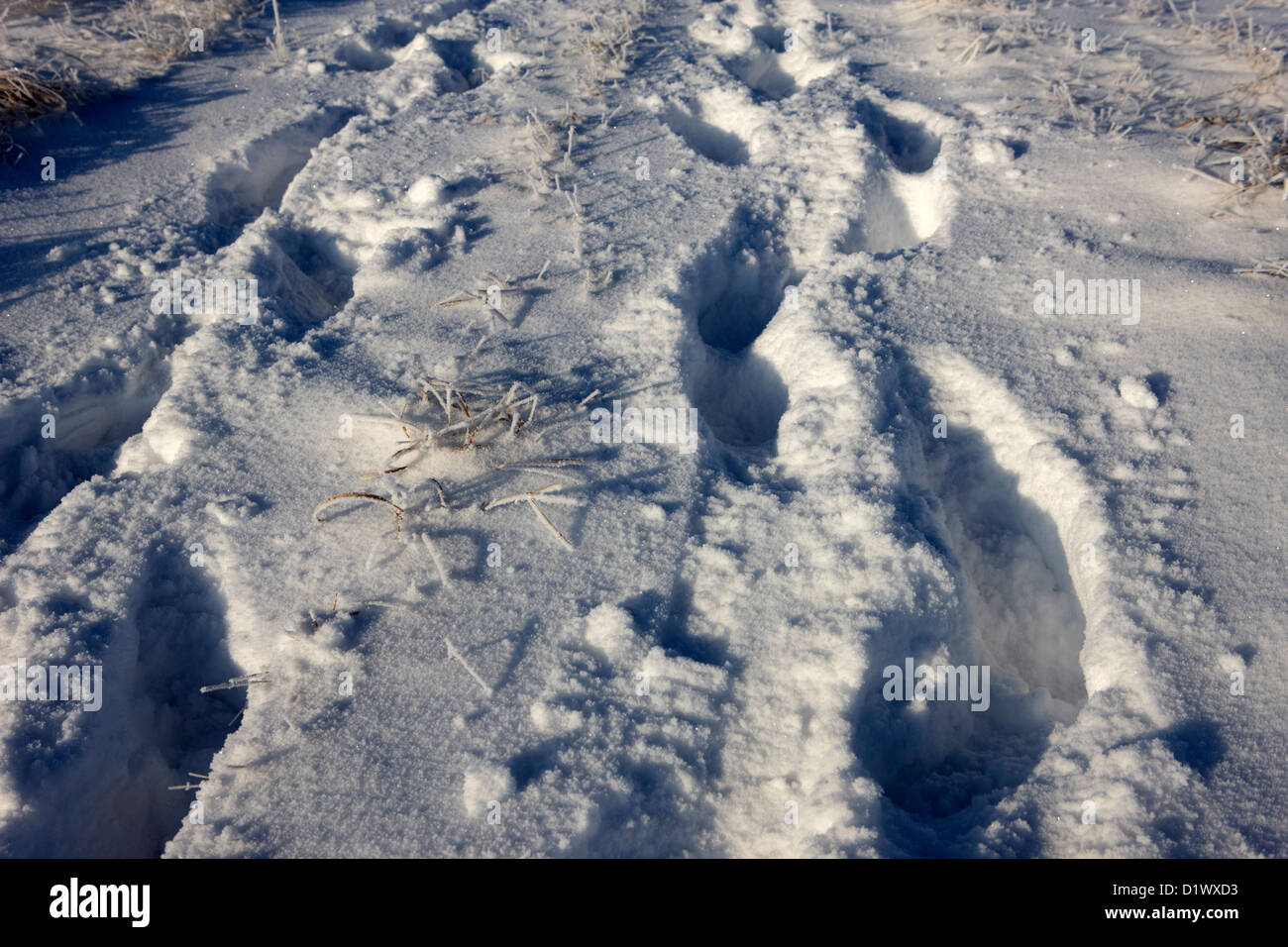 Dos conjuntos de huellas frescas cruzar nieve profunda en el campo olvida Saskatchewan Canadá Foto de stock