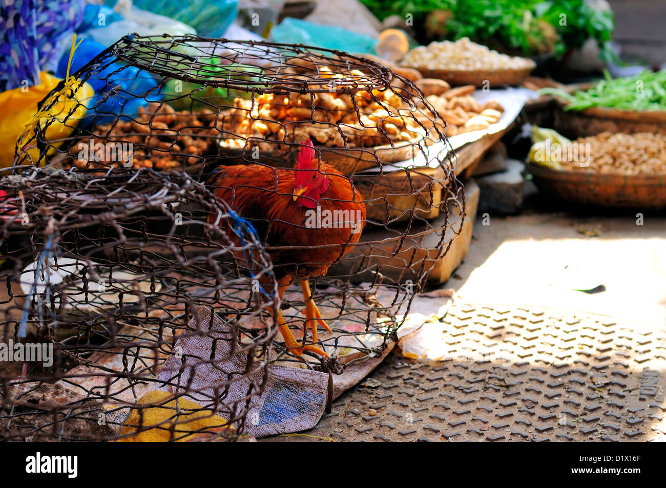 Pollo en jaula de seguridad. El mercado de Hoi An, Vietnam, Asia Foto de stock