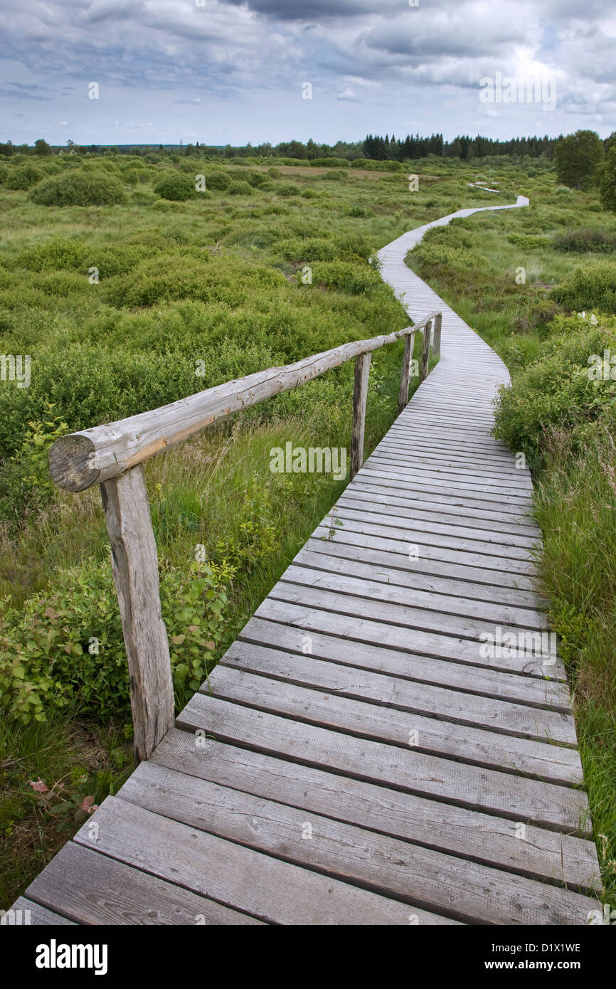 Paseo de madera bobinado en páramos en el Alto Fens / reserva natural de Hautes Fagnes en las Ardenas belgas, Bélgica Foto de stock