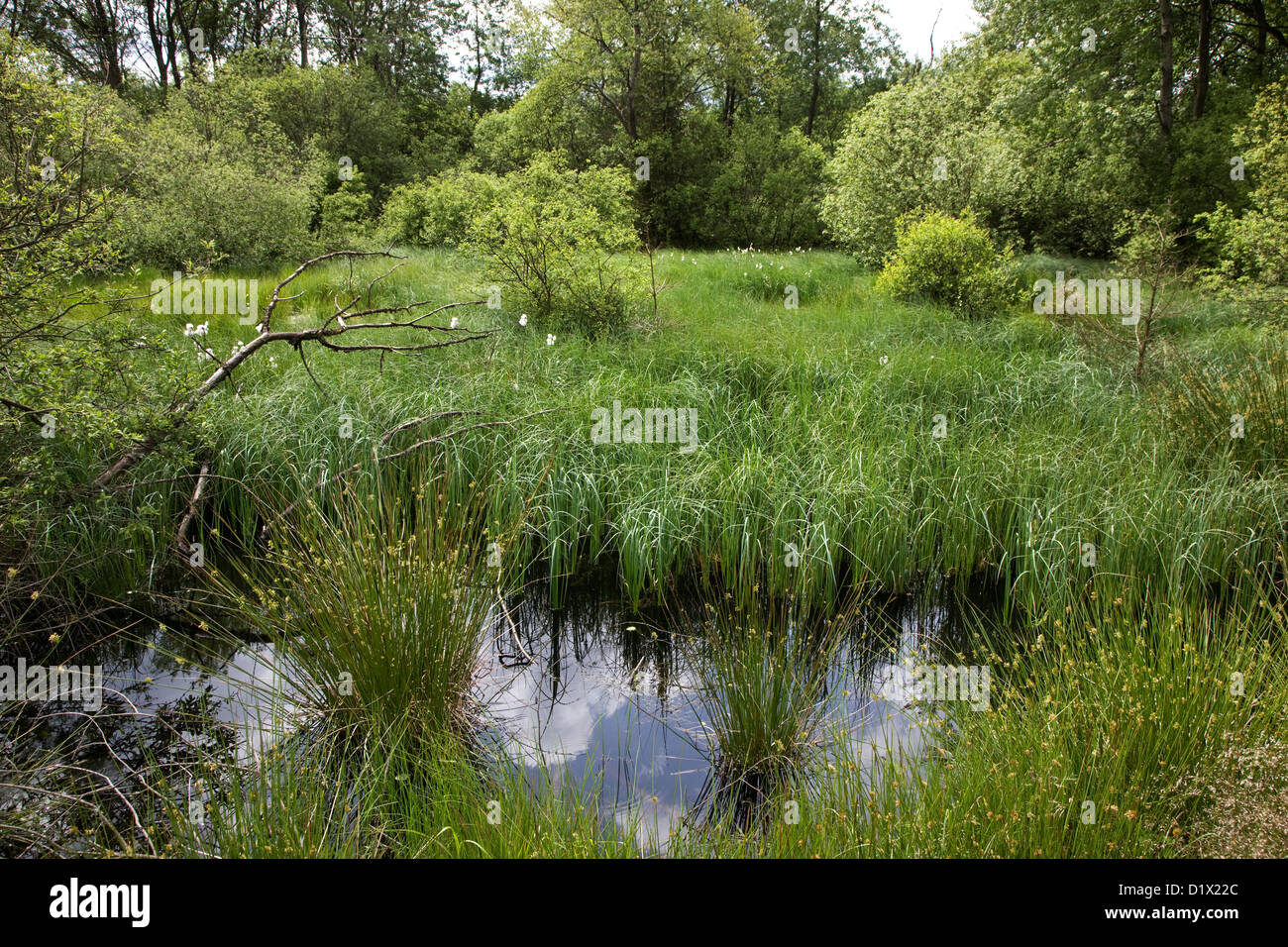 Pingo en páramos en el Alto Fens / reserva natural de Hautes Fagnes en las Ardenas belgas, Bélgica Foto de stock