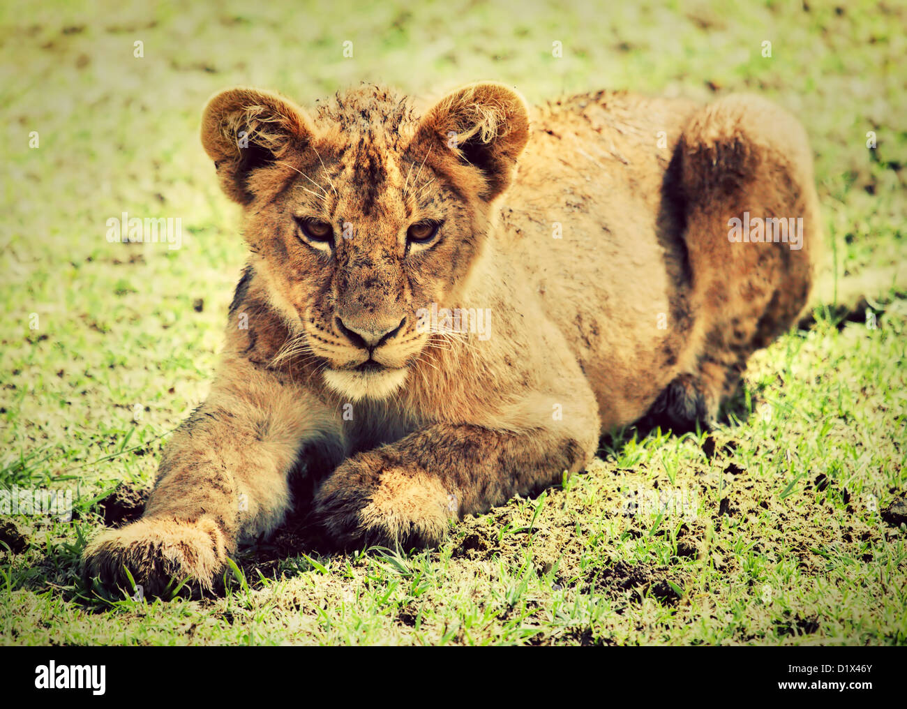 Un pequeño cachorro de león en el cráter del Ngorongoro en Tanzania, África. Foto de stock