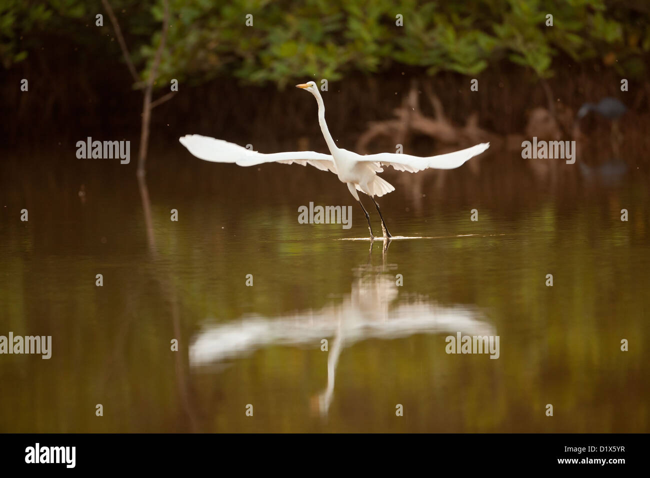 Gran Garza, Ardea alba, volando sobre un estanque en el Parque Nacional Sarigua, Península de Azuero, provincia de Herrera, República de Panamá, Centroamérica. Foto de stock