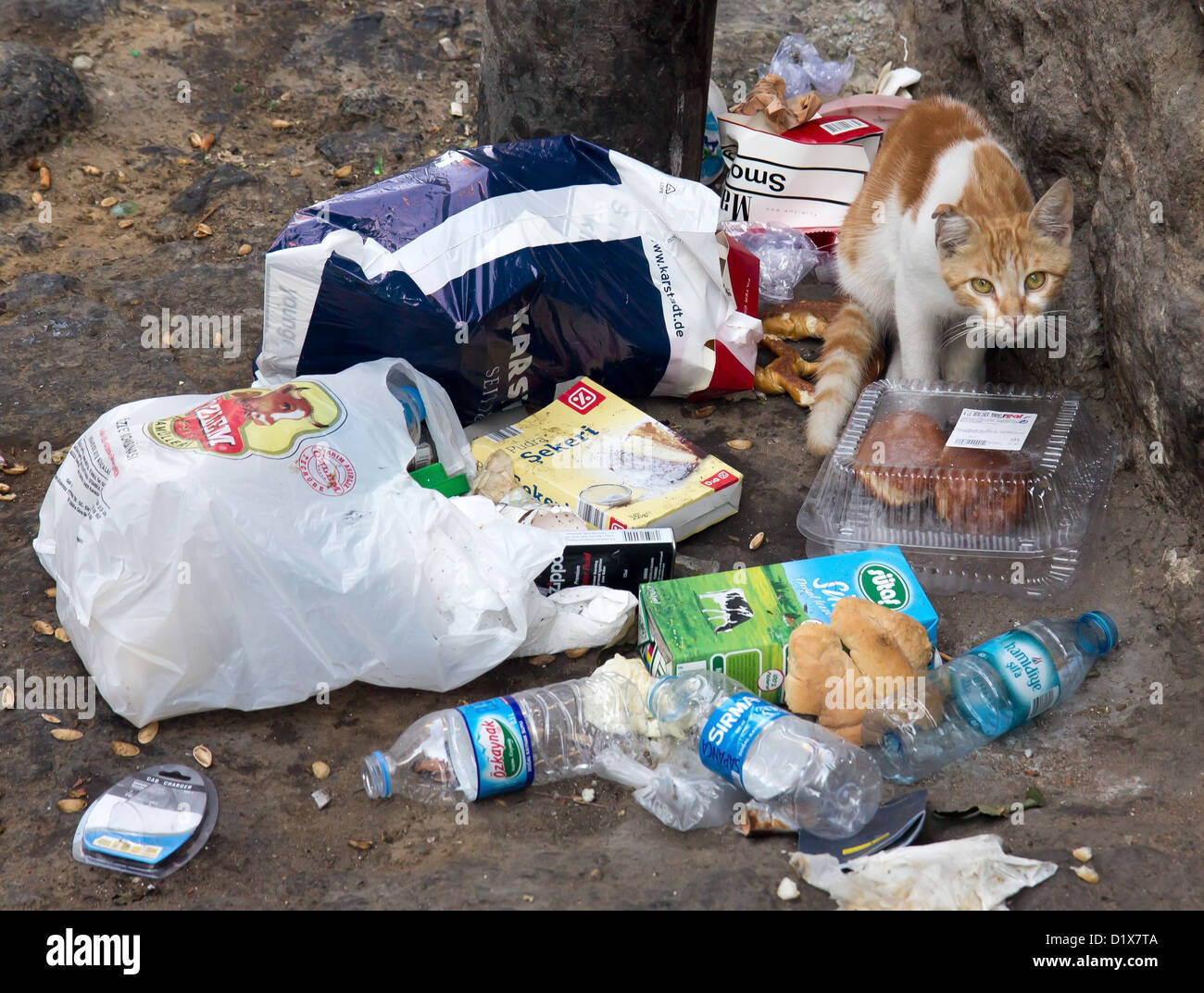 Gato en la basura Fotografía de stock Alamy
