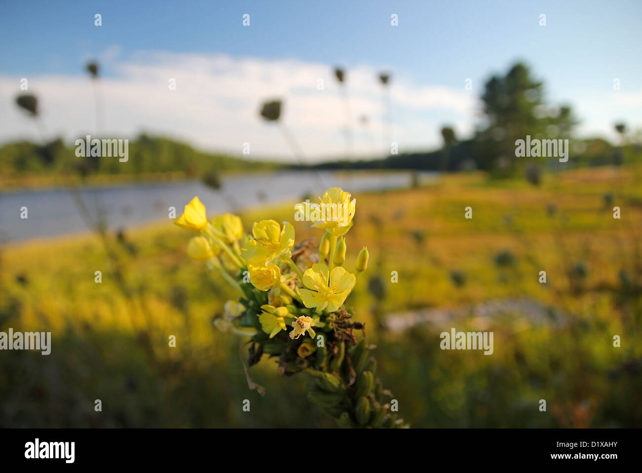 Flores amarillas con el paisaje de Alna, Maine, en el fondo Foto de stock