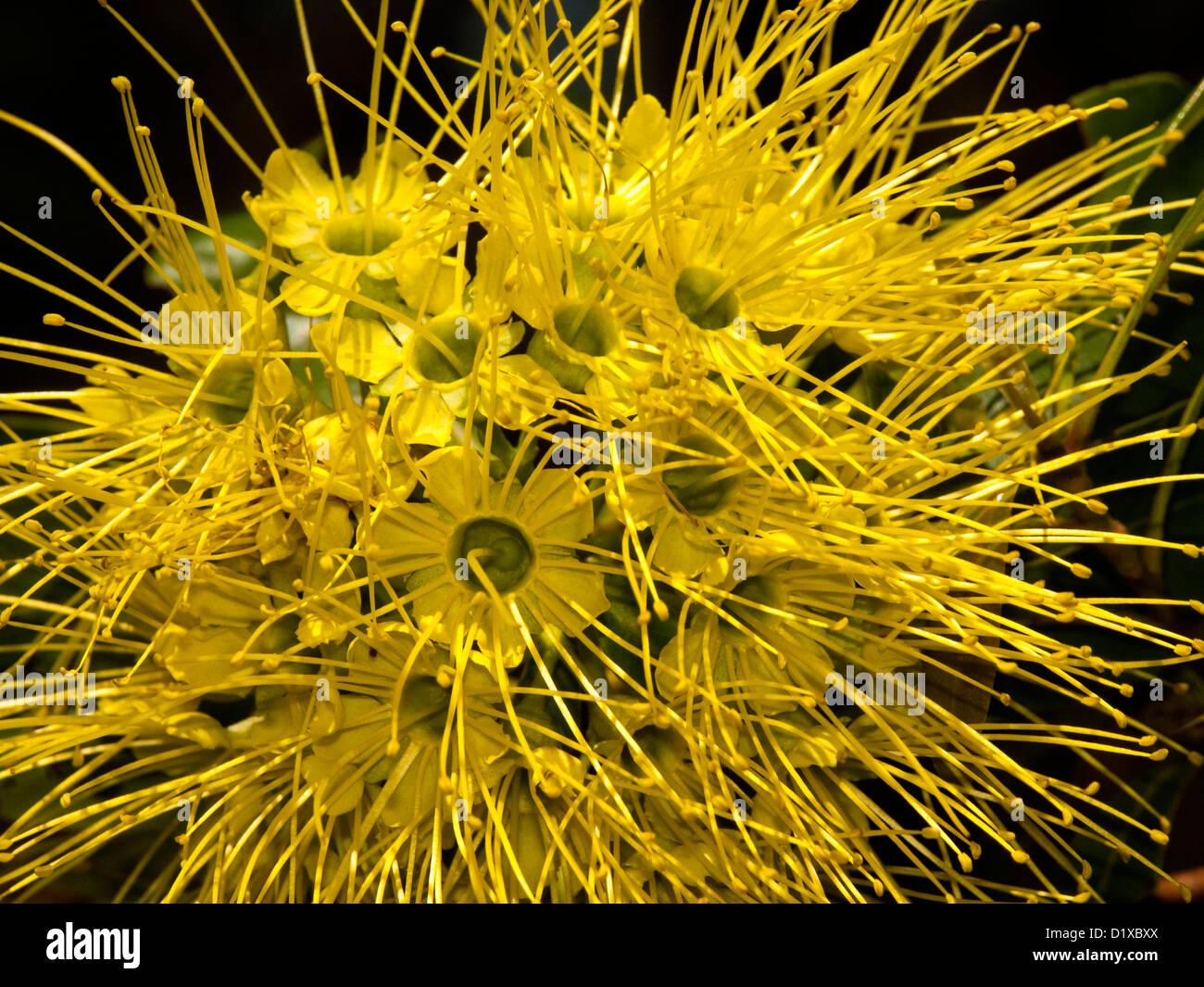 Racimo de flores amarillas de Xanthostemon chrysanthus - un australiano de especies nativas de árboles Foto de stock