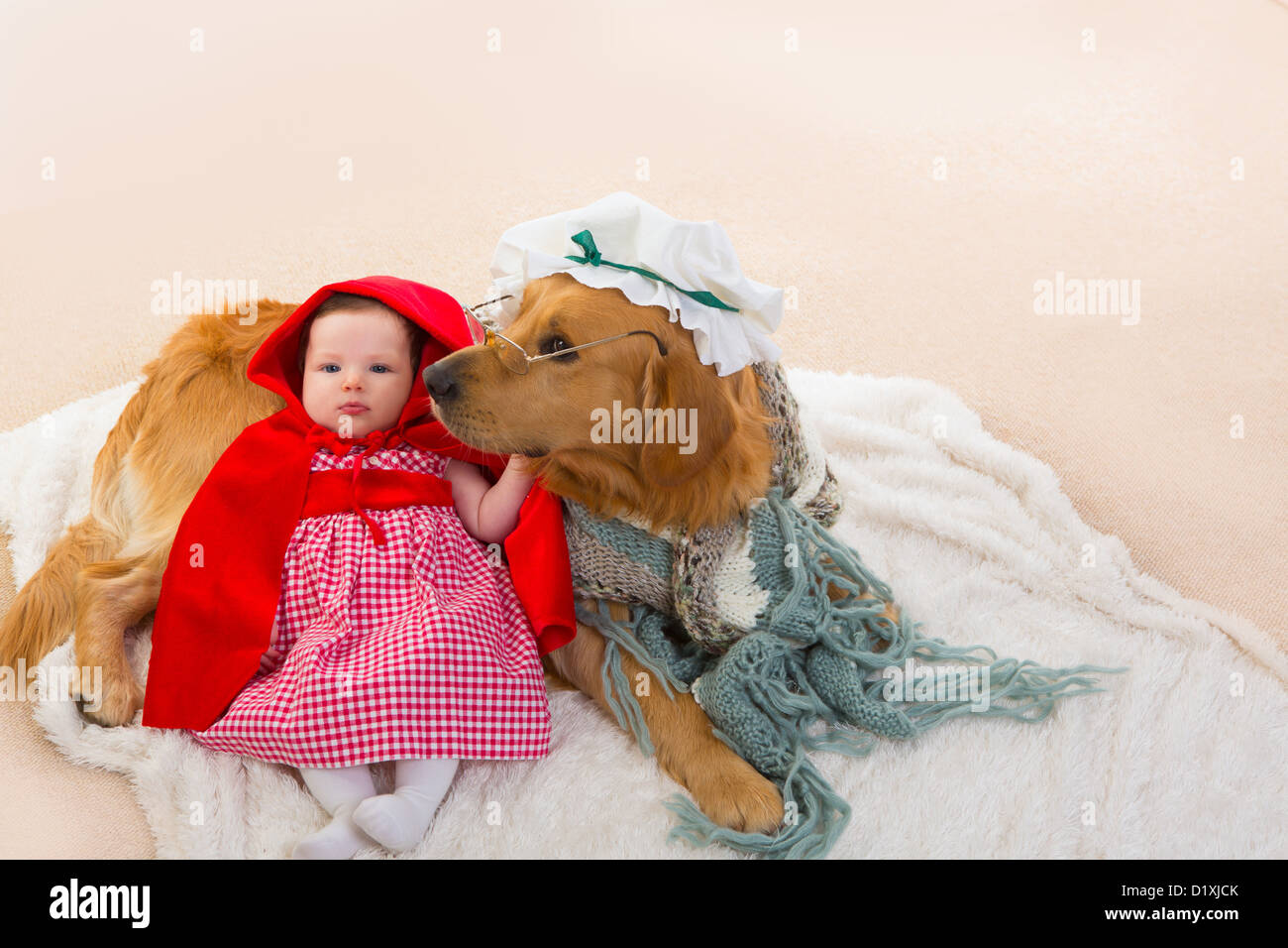 Bebé Caperucita Roja con el lobo disfrazado de perro golden retriever  abuela Fotografía de stock - Alamy