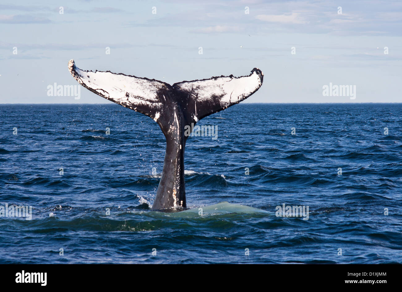 Avistamiento de ballenas safari en el río San Lorenzo en Tadoussac, casa de verano de rorqual, minke, ballena de aleta Foto de stock