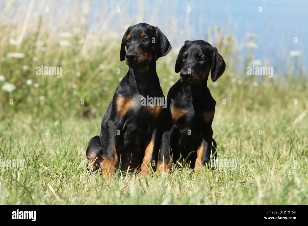 Perro Pinscher Doberman con orejas (natural / natural cola) negro y marrón  dos cachorros sentado en una pradera Fotografía de stock - Alamy