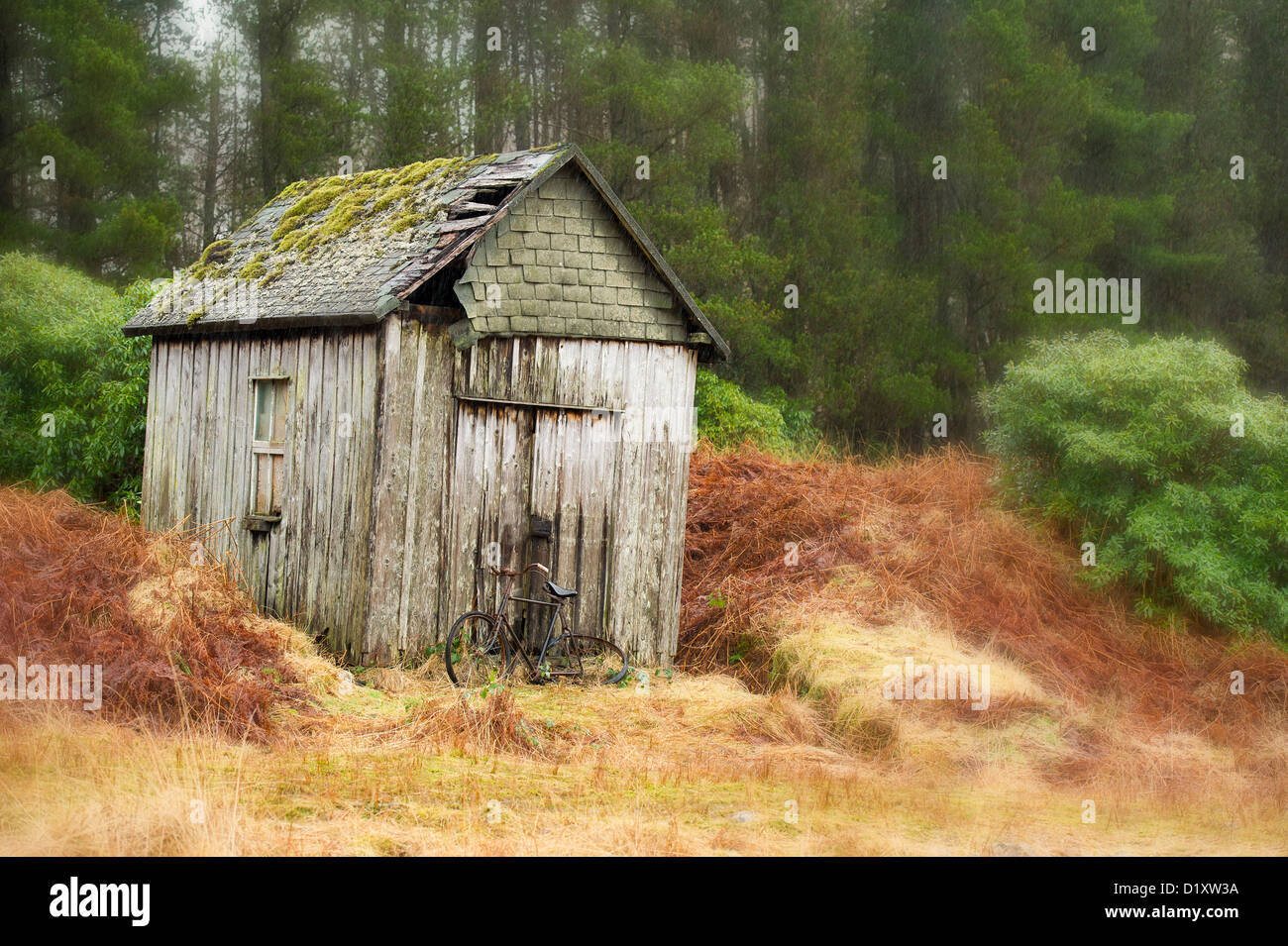 Una vieja bicicleta derramó / shack cayendo en el bosque de pinos en glencoe Escocia Foto de stock