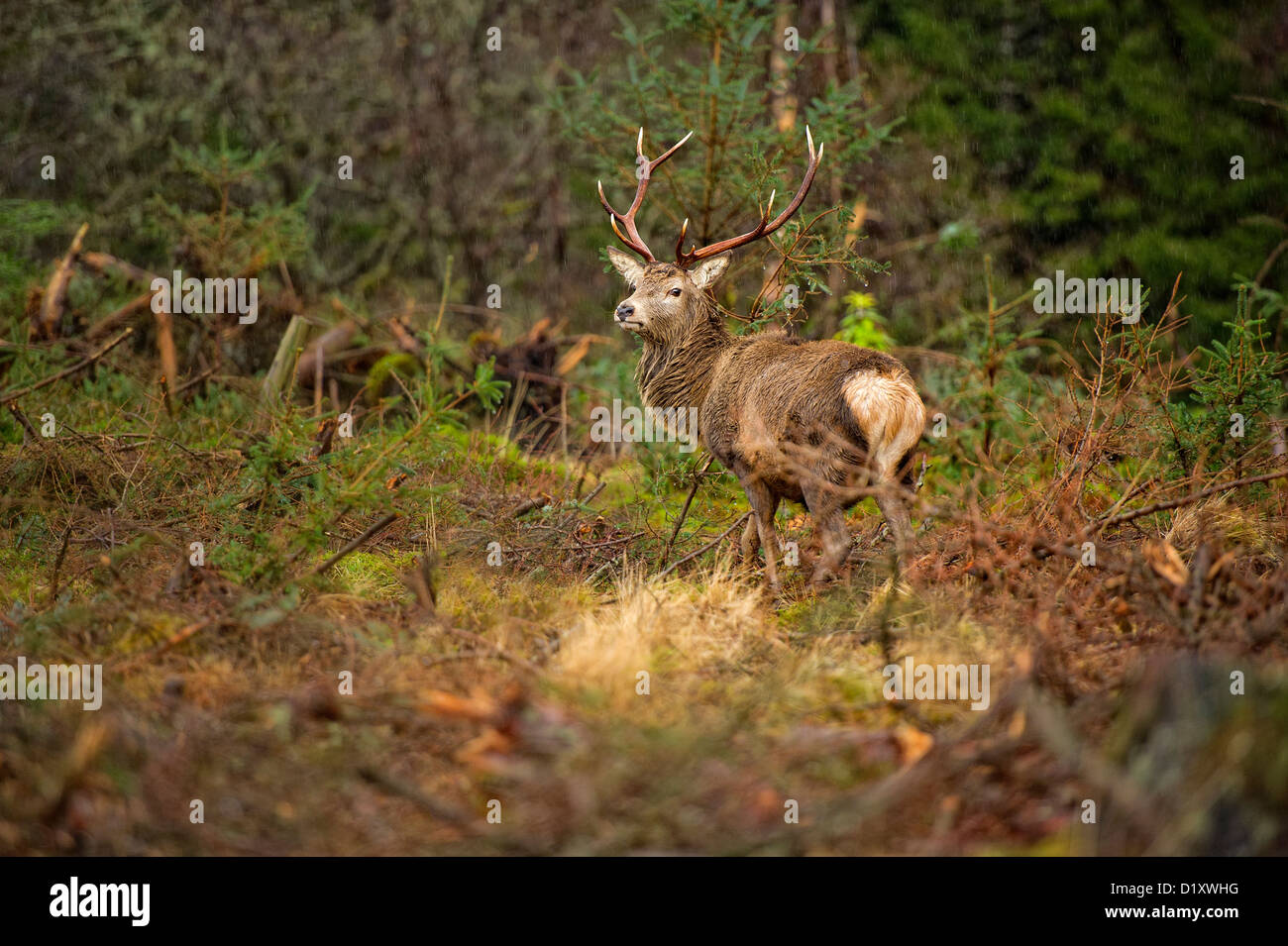 Cervus elaphus ciervo cornamenta de ciervo rojo con impresionantes Foto de stock