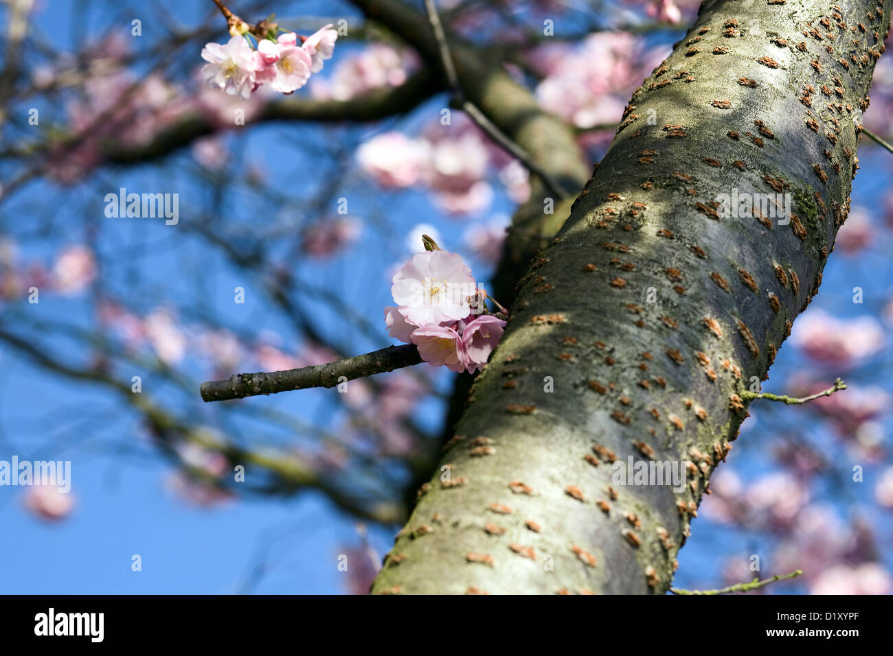 Cerezos en ramas, día soleado, cielo azul Foto de stock
