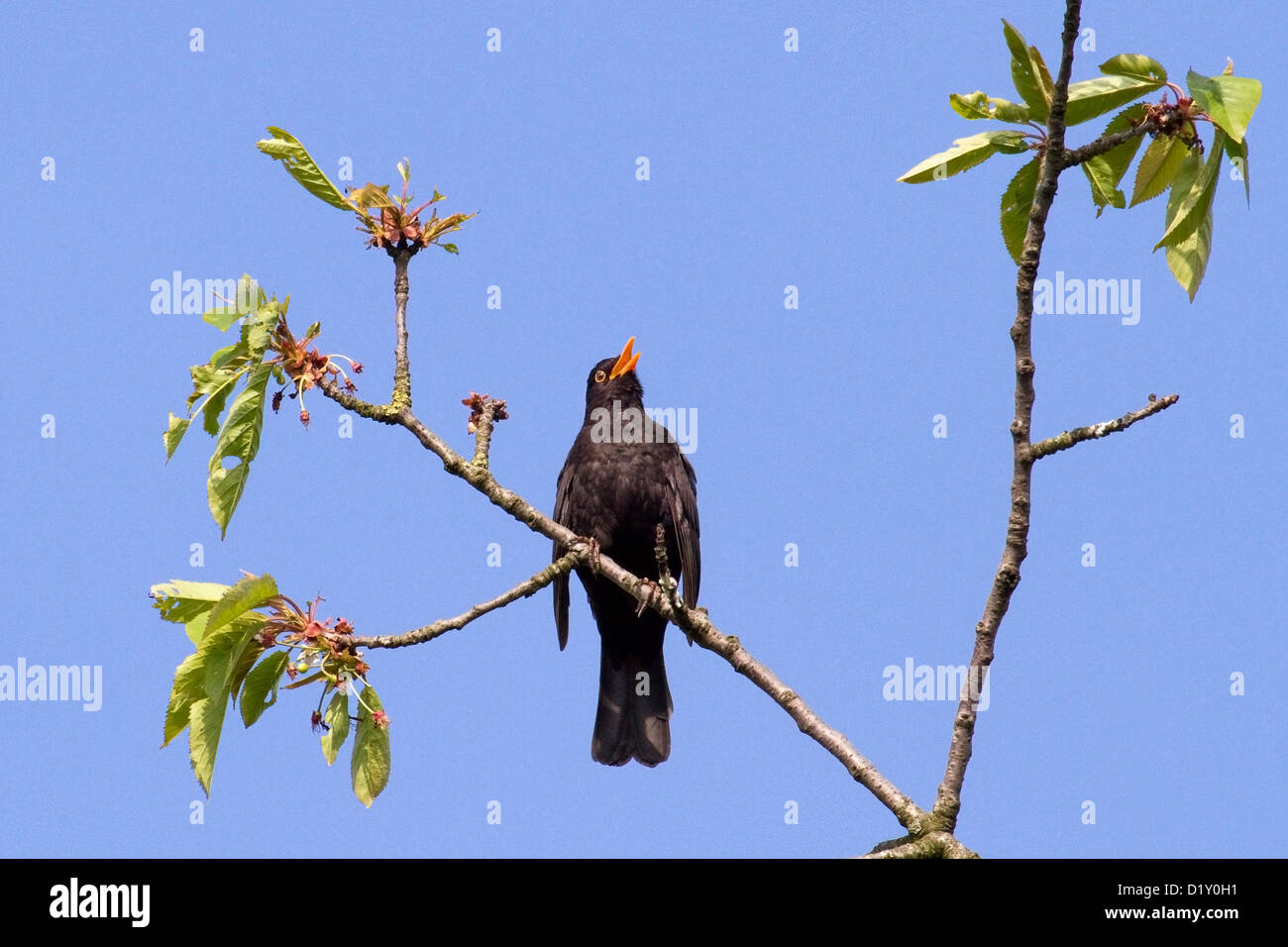 Mirlo común (Turdus merula) macho cantando desde el árbol en primavera Foto de stock