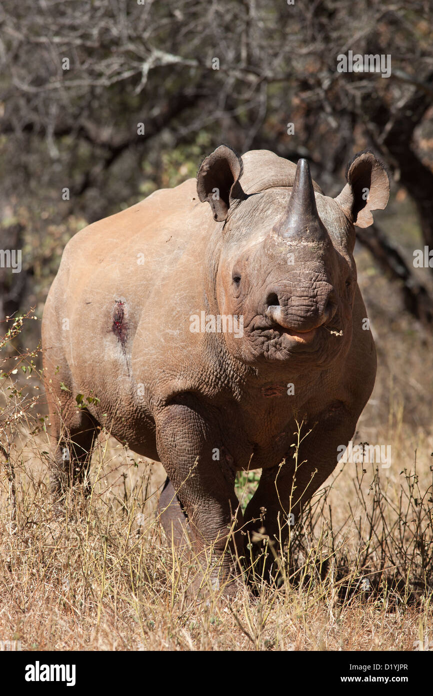 El rinoceronte negro (Diceros bicornis), Mpumalanga, Sudáfrica Foto de stock