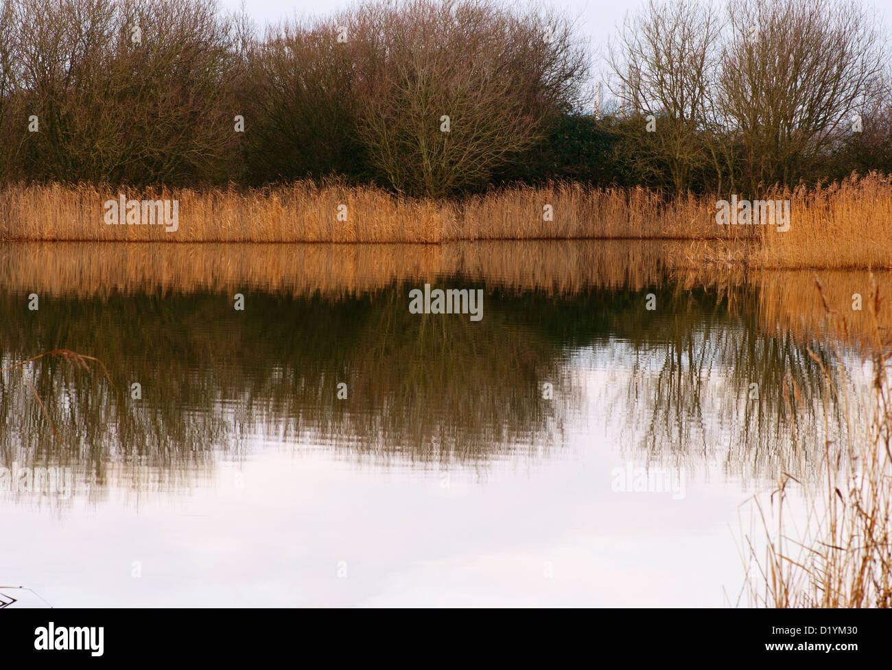 La paz y la tranquilidad en el tranquilo lago con carrizales en la reserva natural de Rye Harbour East Sussex, UK Foto de stock