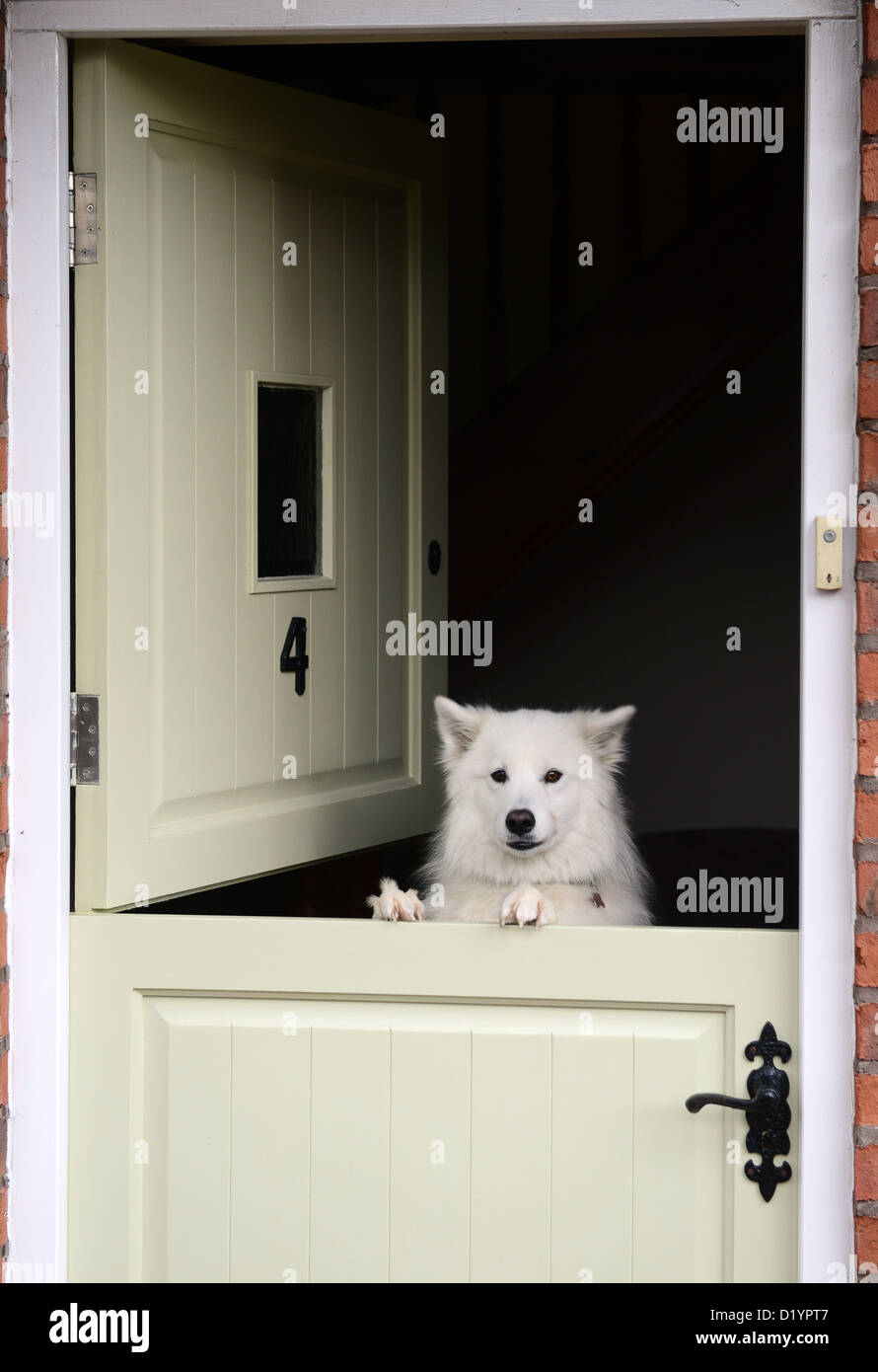 Perro Samoyed que se agarra por la puerta. Mascotas lindas blanco Foto de stock