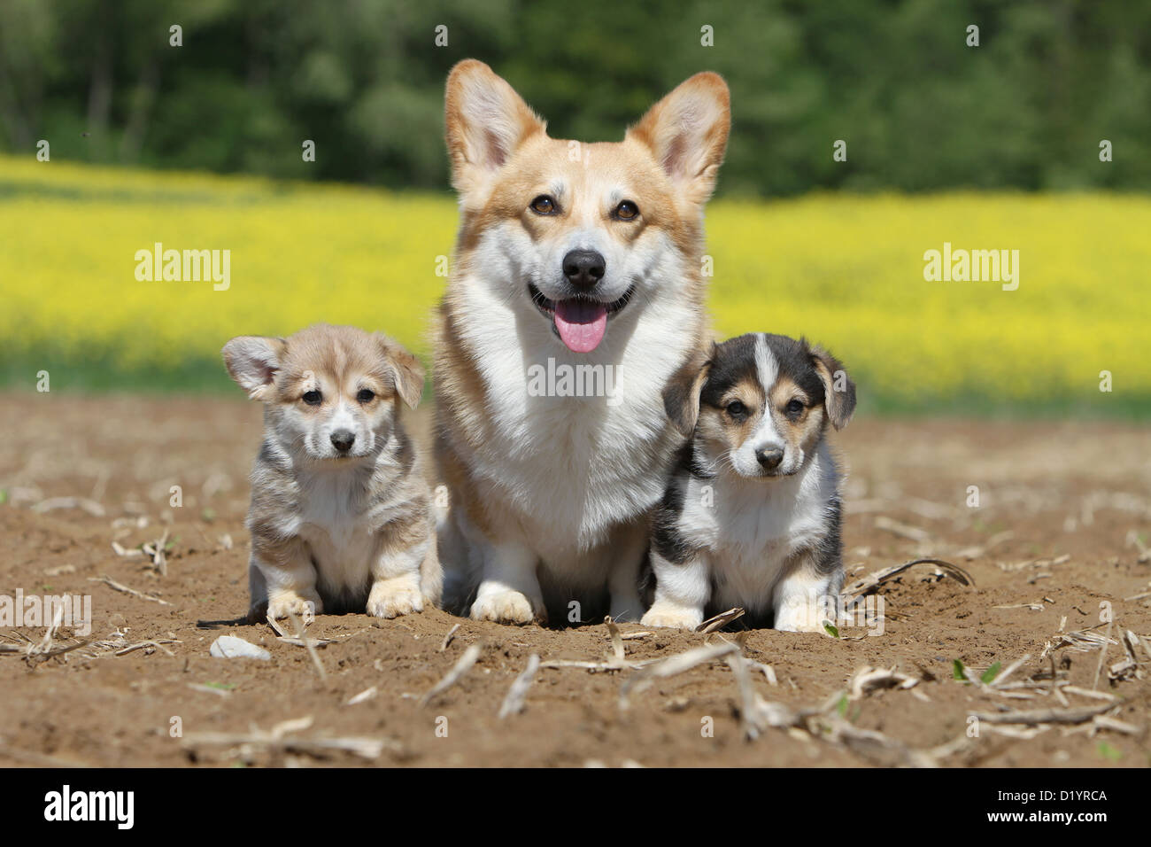 Welsh Corgi Pembroke perro adulto y dos cachorros de diferentes colores sentado Foto de stock
