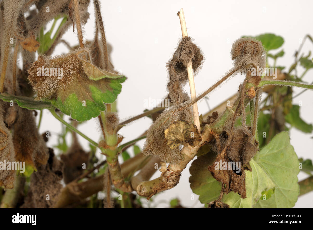 Sporulating moho gris (gray mold) en mature Pelargonium macetas Foto de stock