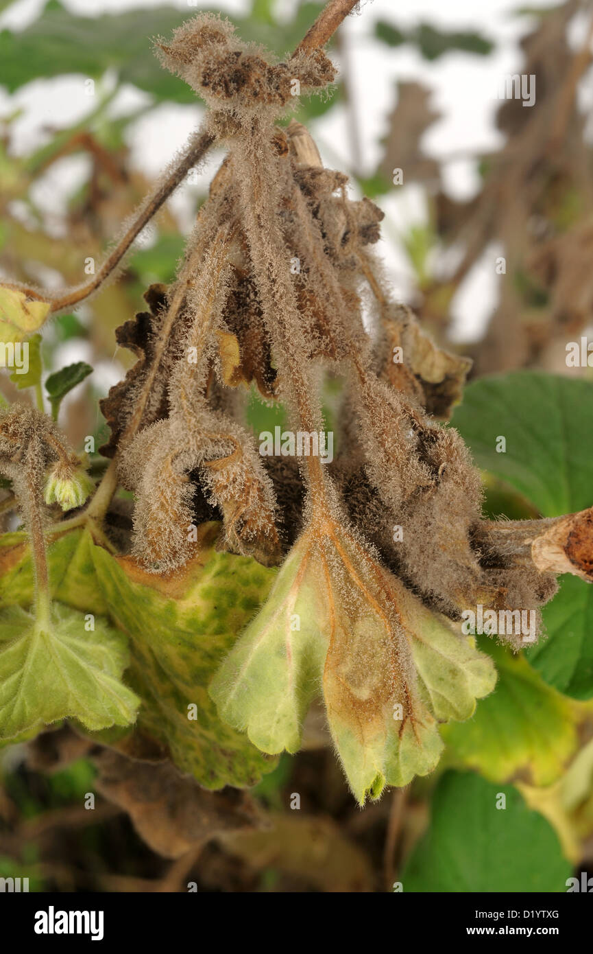 Sporulating moho gris (gray mold) en mature Pelargonium macetas Foto de stock