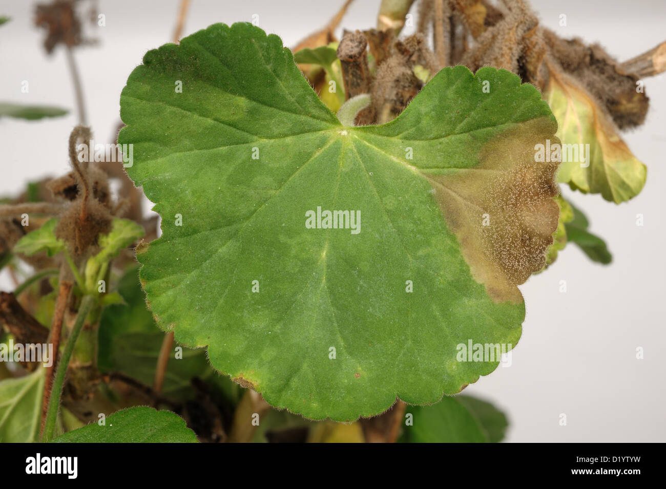 Sporulating moho gris (gray mold) lesión sobre la hoja de una planta madura Pelargonium pot Foto de stock