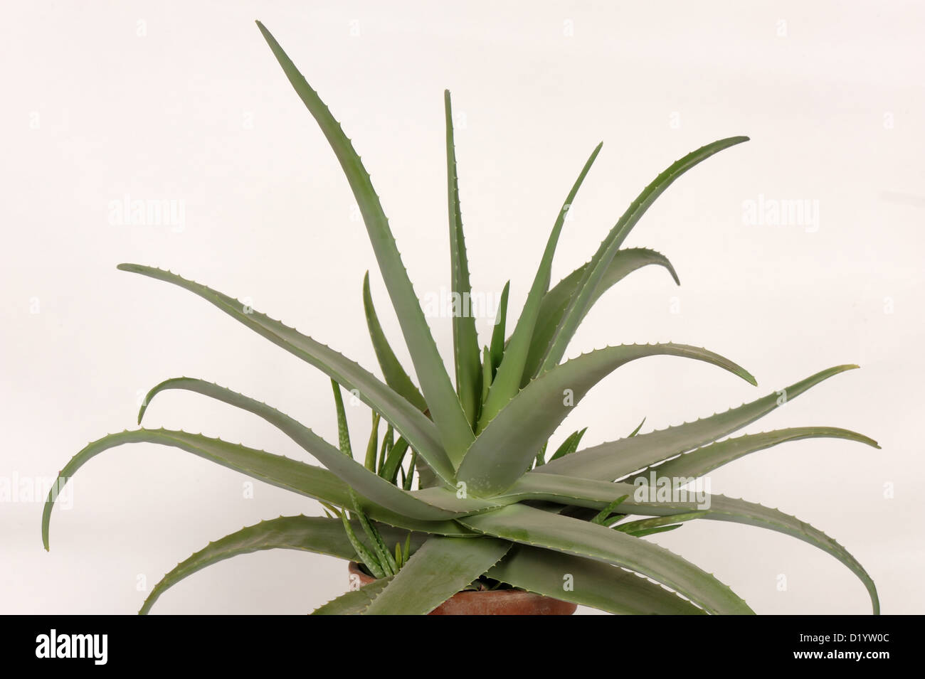 Aloe vera pot planta carnosa con hojas suculentas ornamental y medicinal Foto de stock