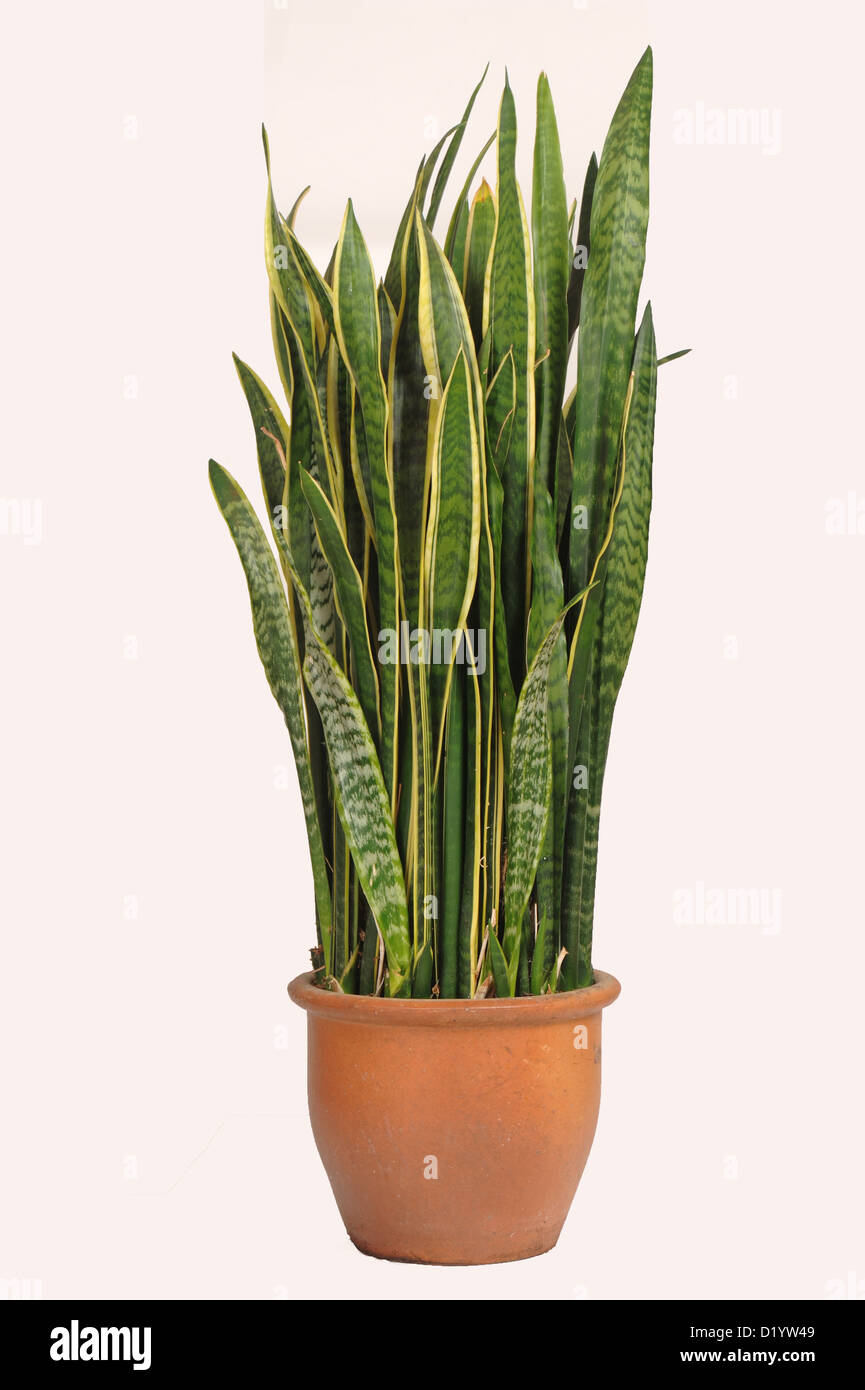 La lengua madre en la ley o la serpiente, planta Sanseviera trifasciata,utilizó una planta purificadora de aire con fuertes fibras de hoja Foto de stock