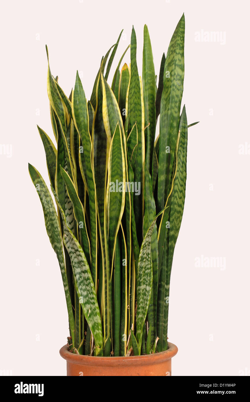 La lengua madre en la ley o la serpiente, planta Sanseviera trifasciata, utilizado como una planta purificadora de aire con fuertes fibras de hoja Foto de stock