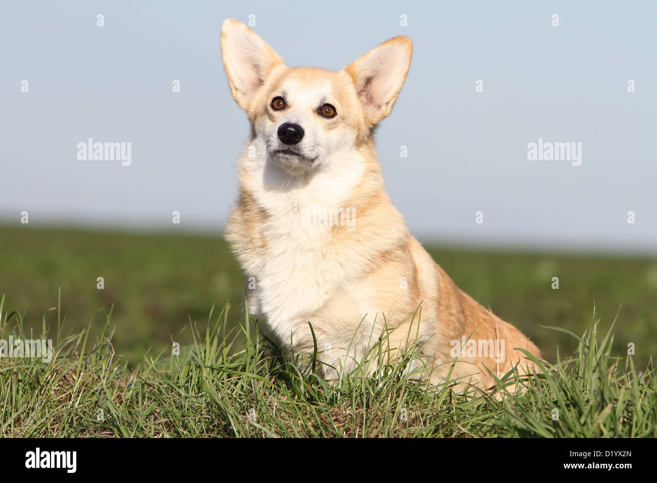 Welsh Corgi Pembroke perro adulto sentado en una pradera Foto de stock