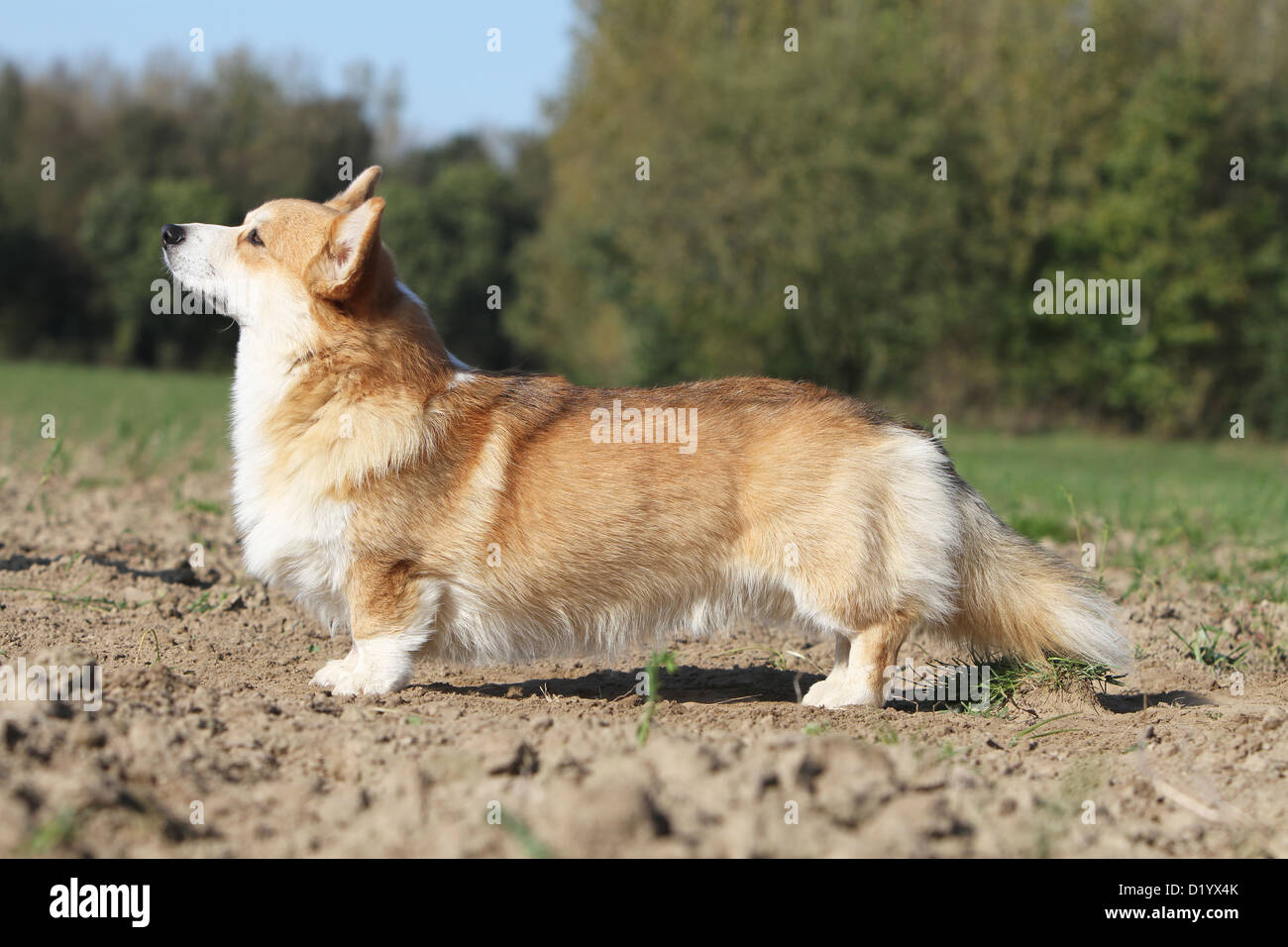 Welsh Corgi Pembroke perro adulto de perfil estándar Foto de stock