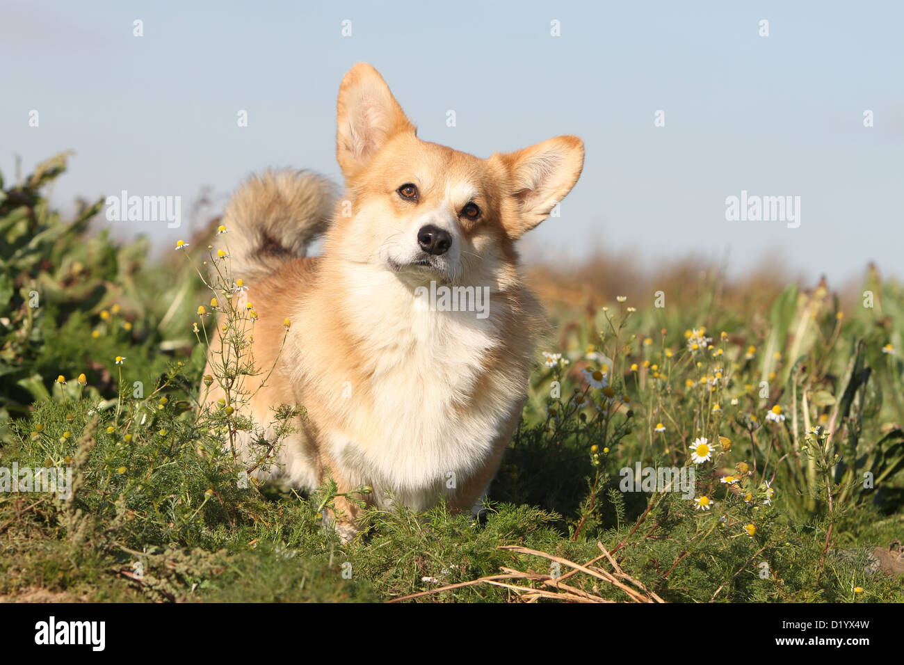 Perro Welsh Corgi Pembroke permanente de adultos Foto de stock