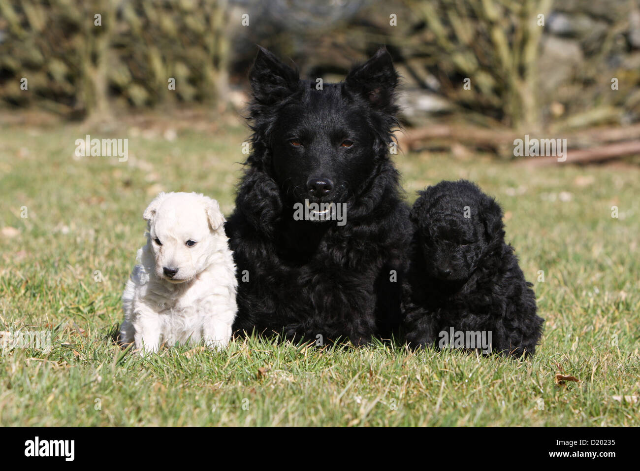 Mudi perro ovejero húngaro) adulto negro y dos cachorros de diferentes  colores Fotografía de stock - Alamy