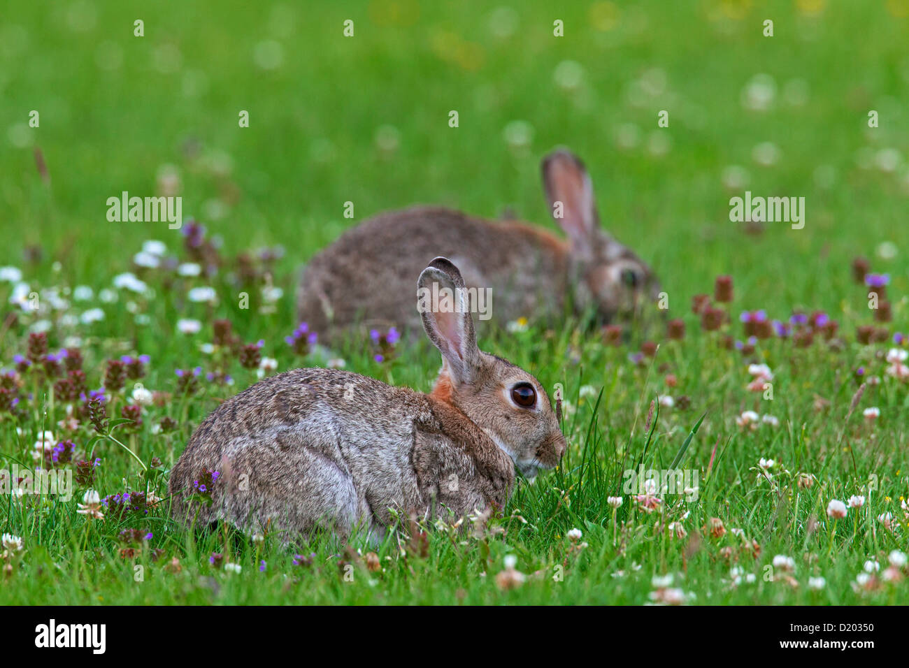 Dos conejos europeos / common conejo (Oryctolagus cuniculus) en el campo de pastoreo con flores Foto de stock