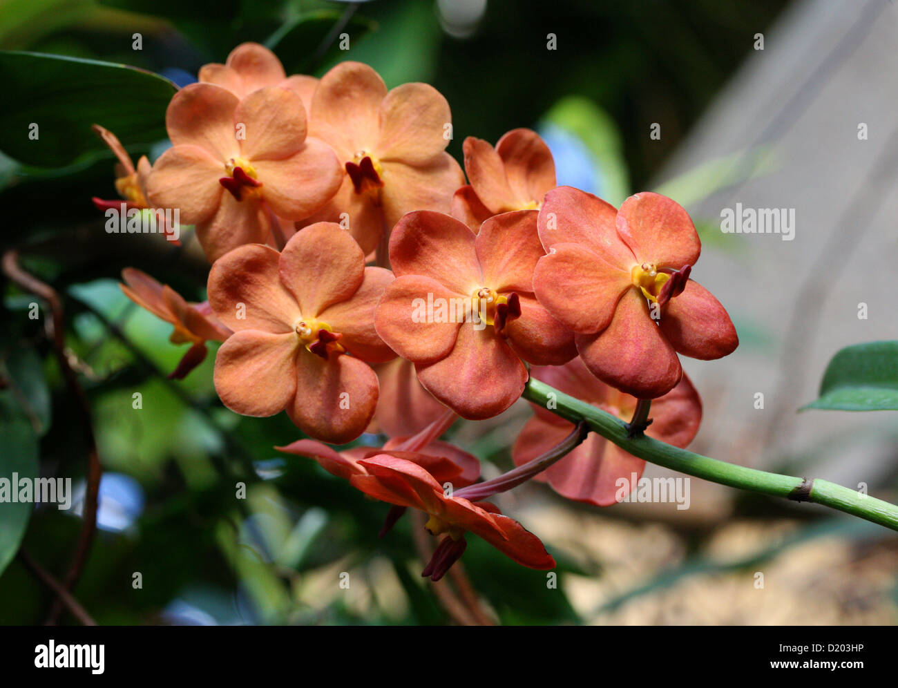 Luz solar Suksamran Ascda 'Sweet' naranja, naranja Vanda orquídeas híbridas, Vandeae, Orchidaceae. Tailandia. Vanda magia naranja. Foto de stock