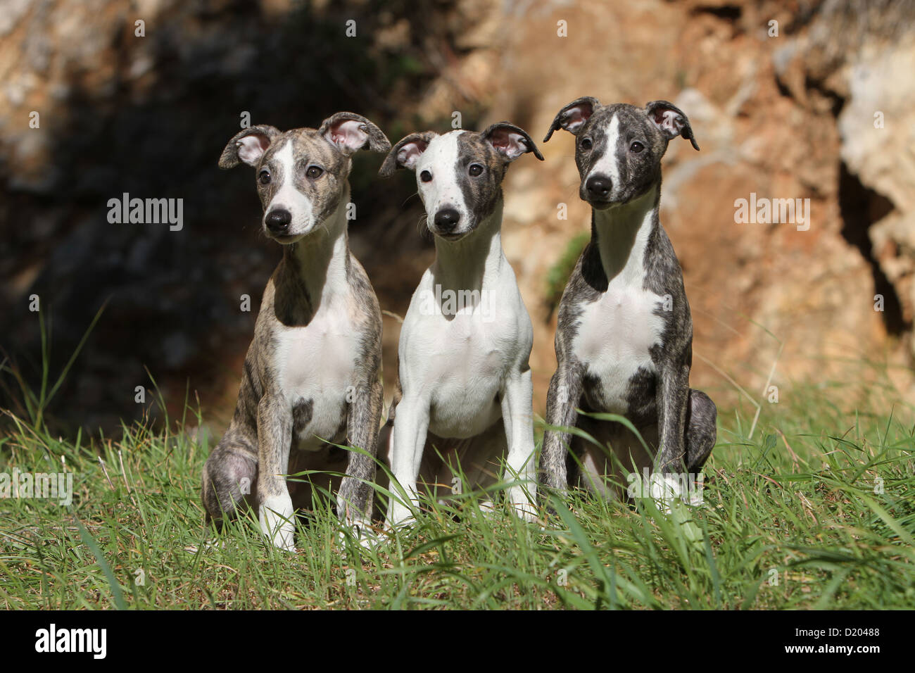 Perro Whippet (Spanish Greyhound miniatura) tres cachorros sentados en el  césped Fotografía de stock - Alamy
