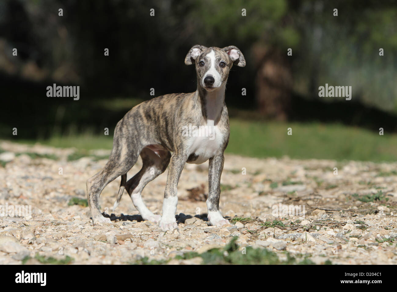 Perro Whippet (Spanish Greyhound cachorro de pie en el suelo de stock - Alamy