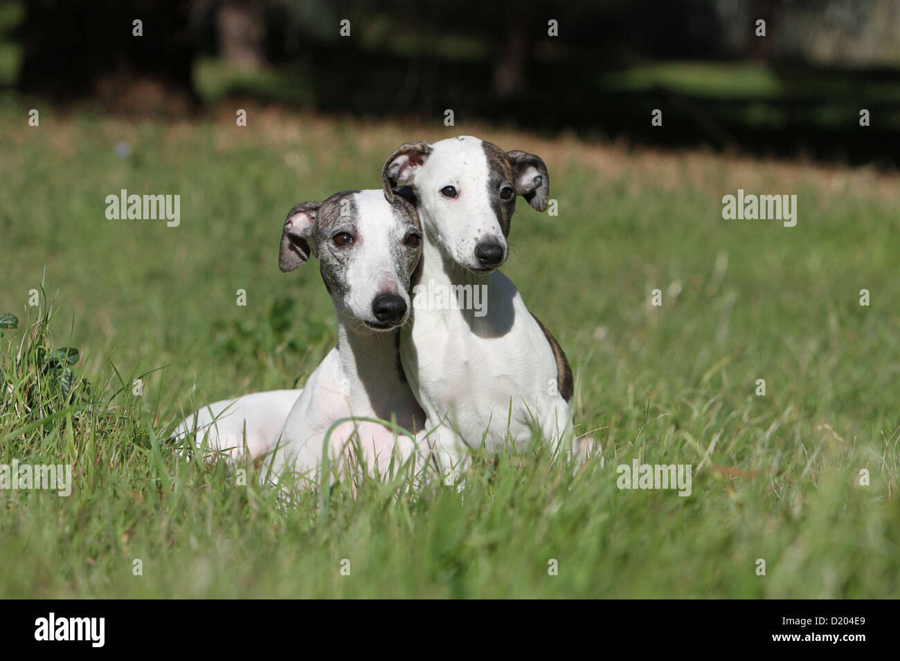 Perro Whippet (Spanish Greyhound miniatura) adulto y cachorro tumbado en  una pradera Fotografía de stock - Alamy